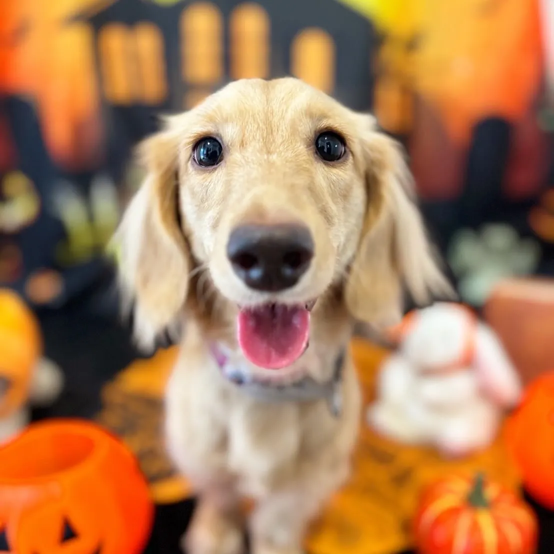 トリミングのセットメニューをご利用頂いたわんこたちです🎶