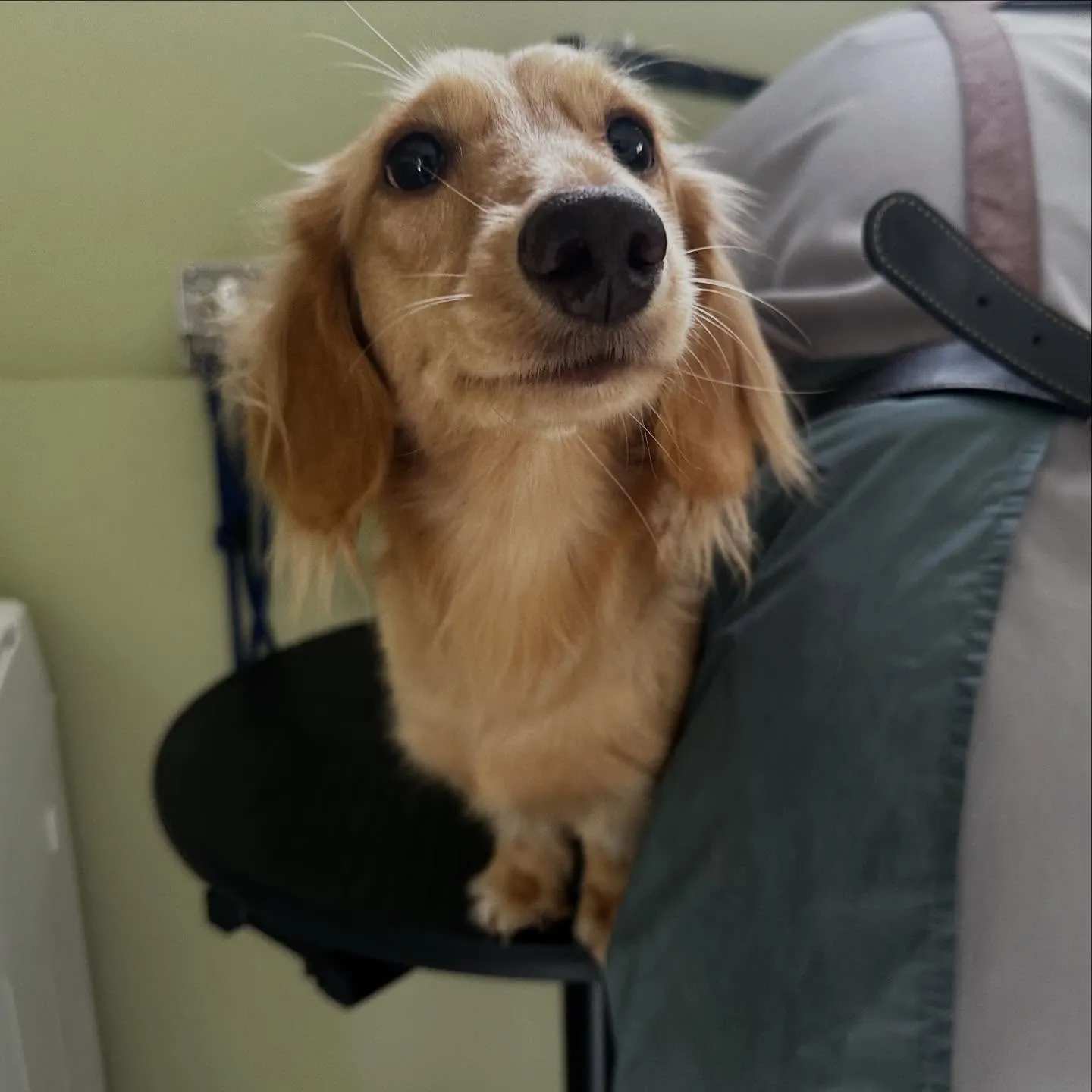 トリミングのセットメニューをご利用頂いたわんこたちです🎶