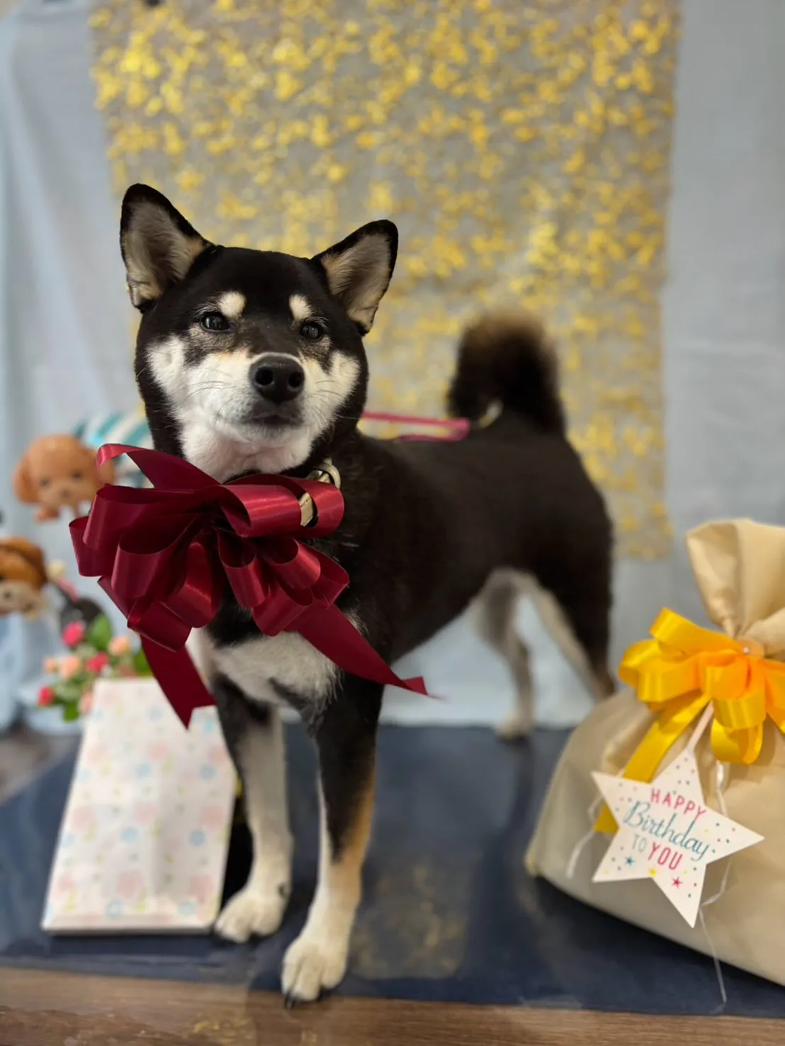 今日はおとちゃんのお誕生日です🎂㊗️