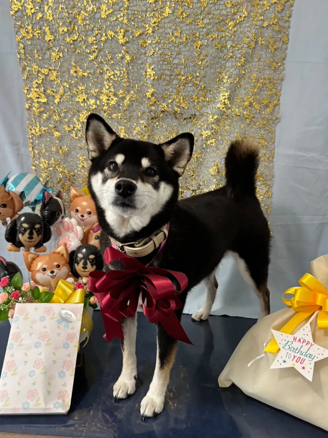 今日はおとちゃんのお誕生日です🎂㊗️