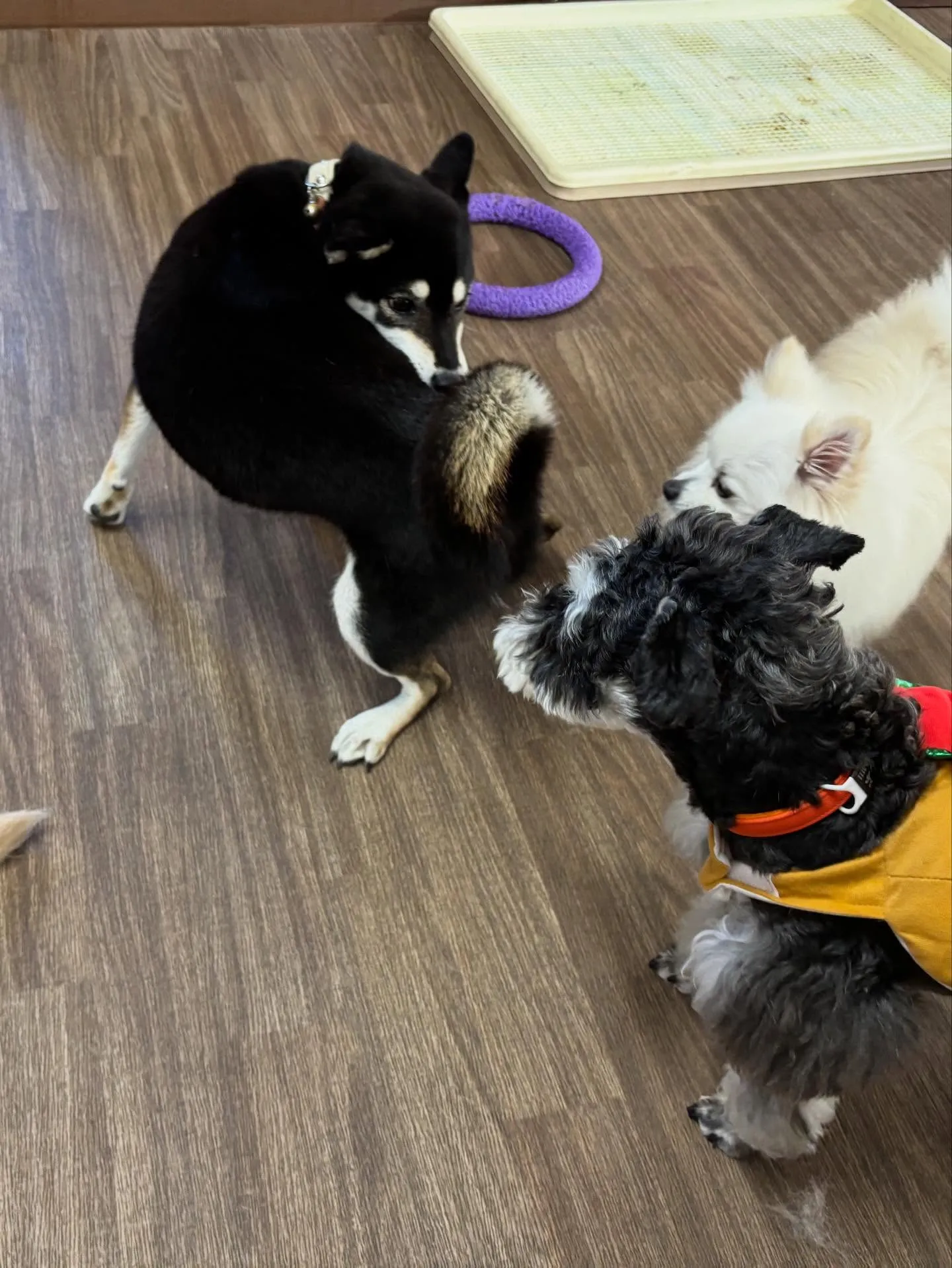 今日はおとちゃんのお誕生日です🎂㊗️