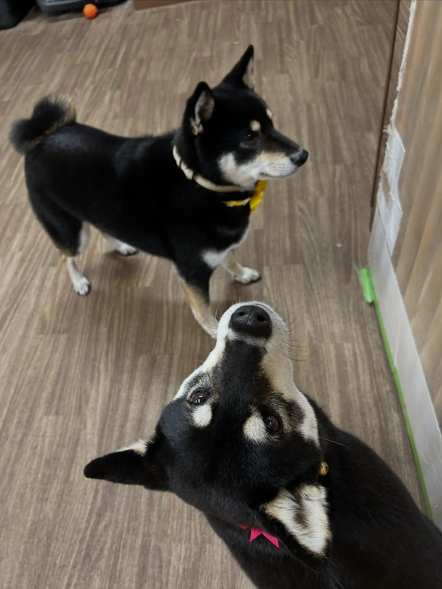 今日はおとちゃんのお誕生日です🎂㊗️