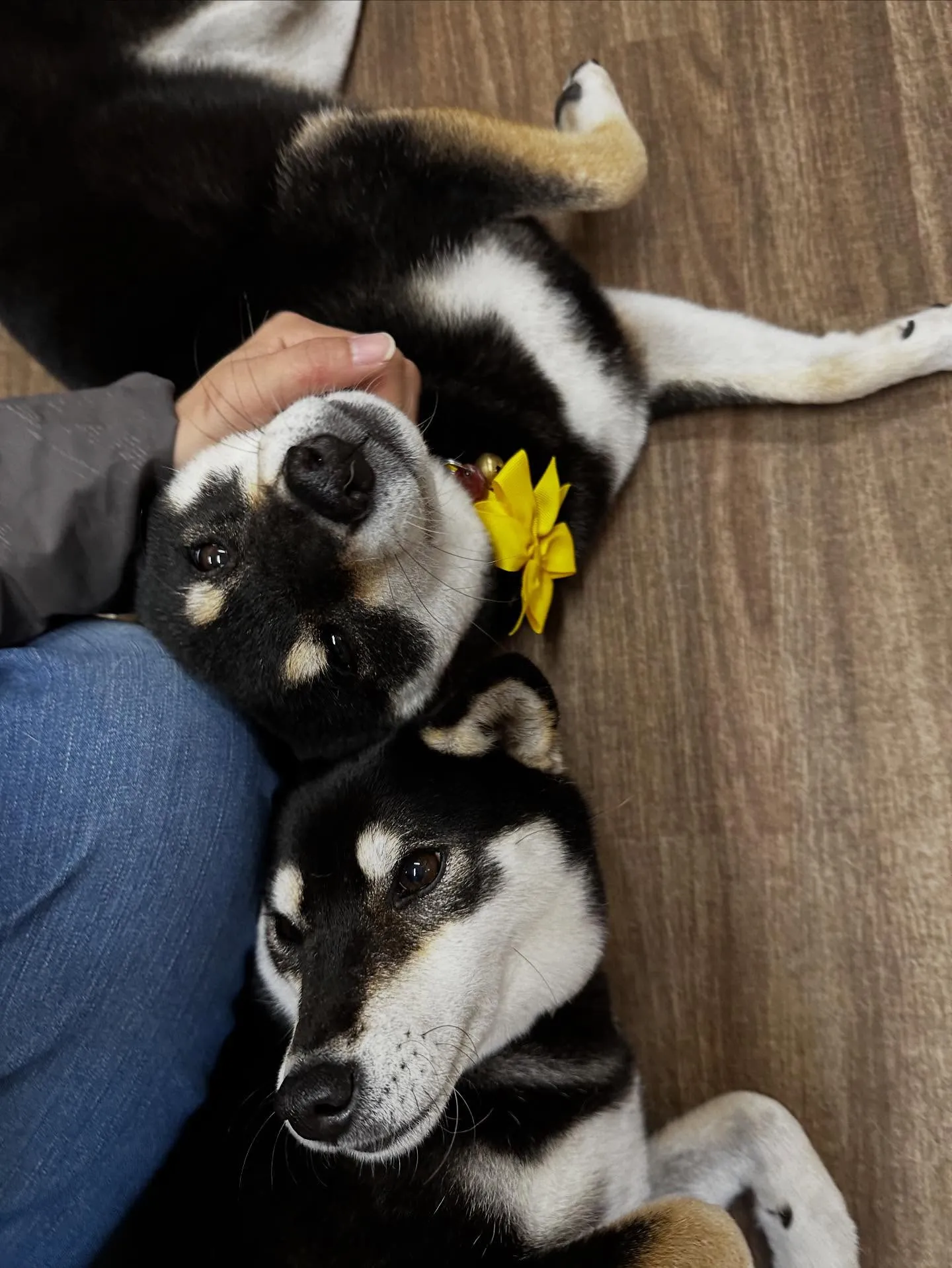 今日はおとちゃんのお誕生日です🎂㊗️