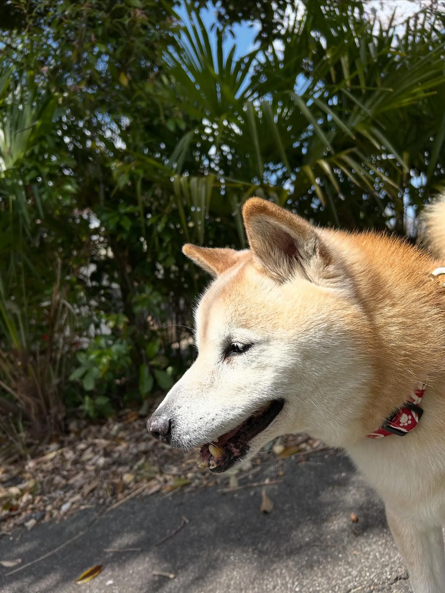 トリミングのセットメニューをご利用頂いたわんこたち🎶