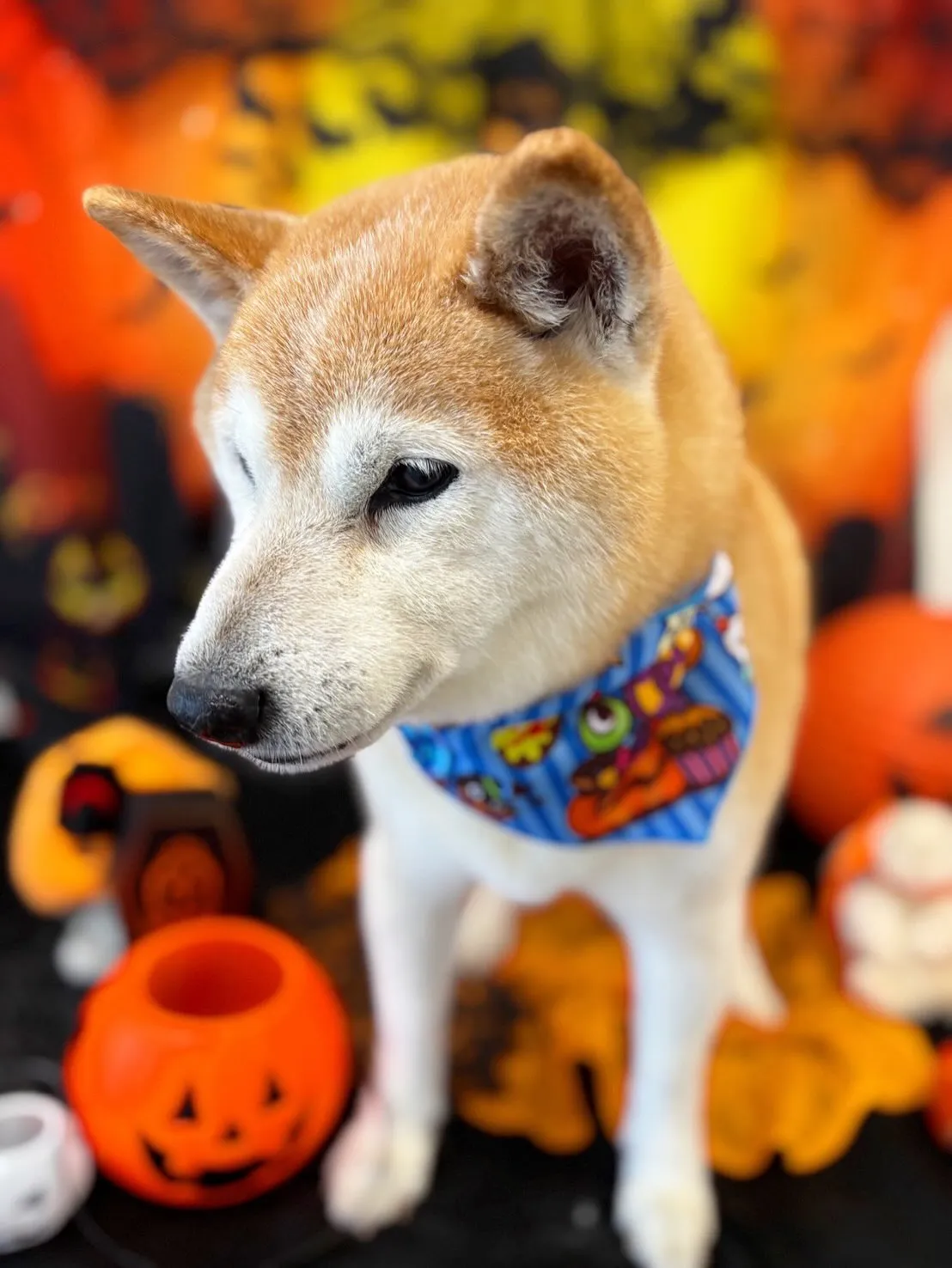 トリミングのセットメニューをご利用頂いたわんこたち🎶