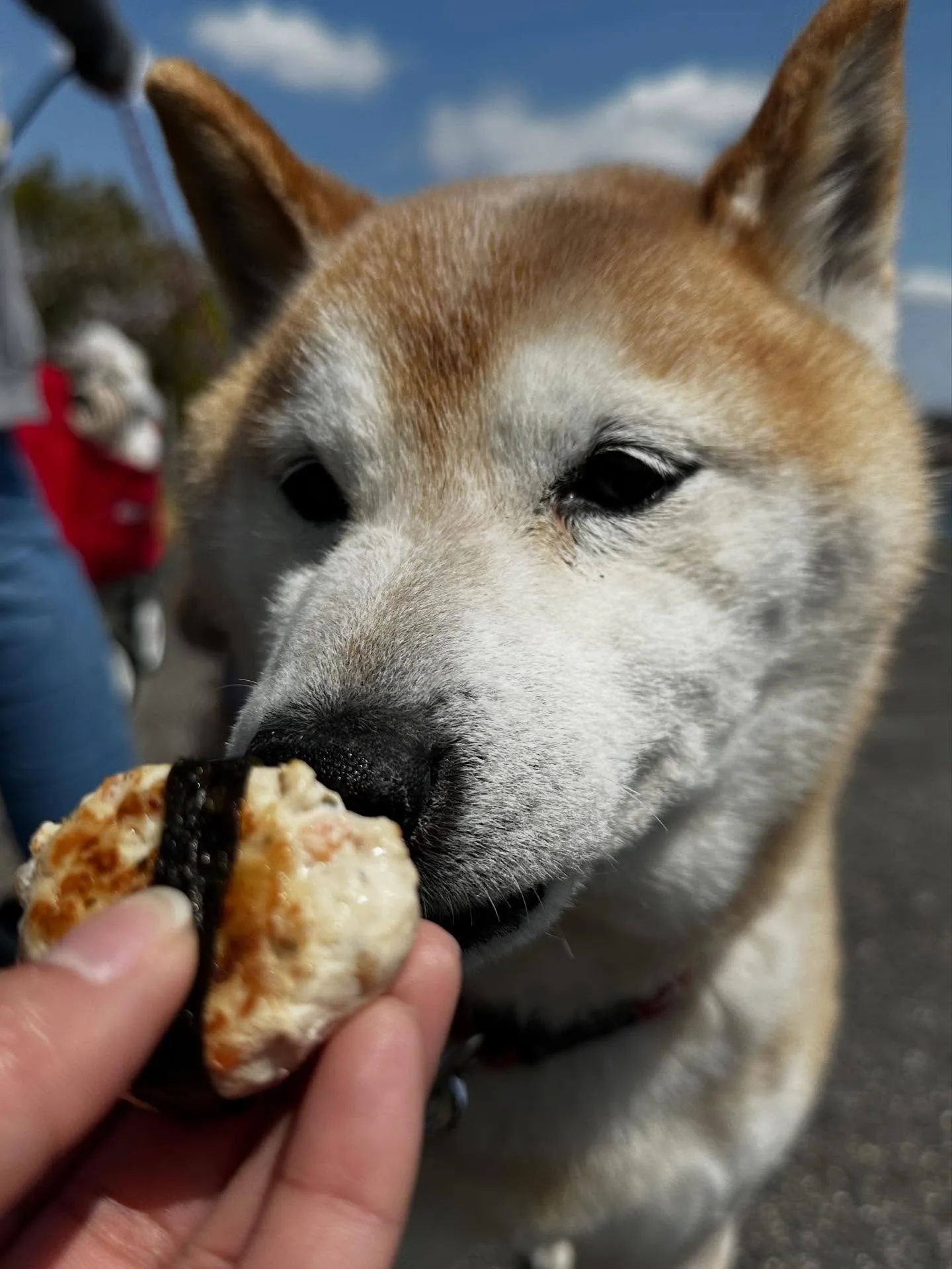 トリミングのセットメニューをご利用頂いたわんこたち🎶