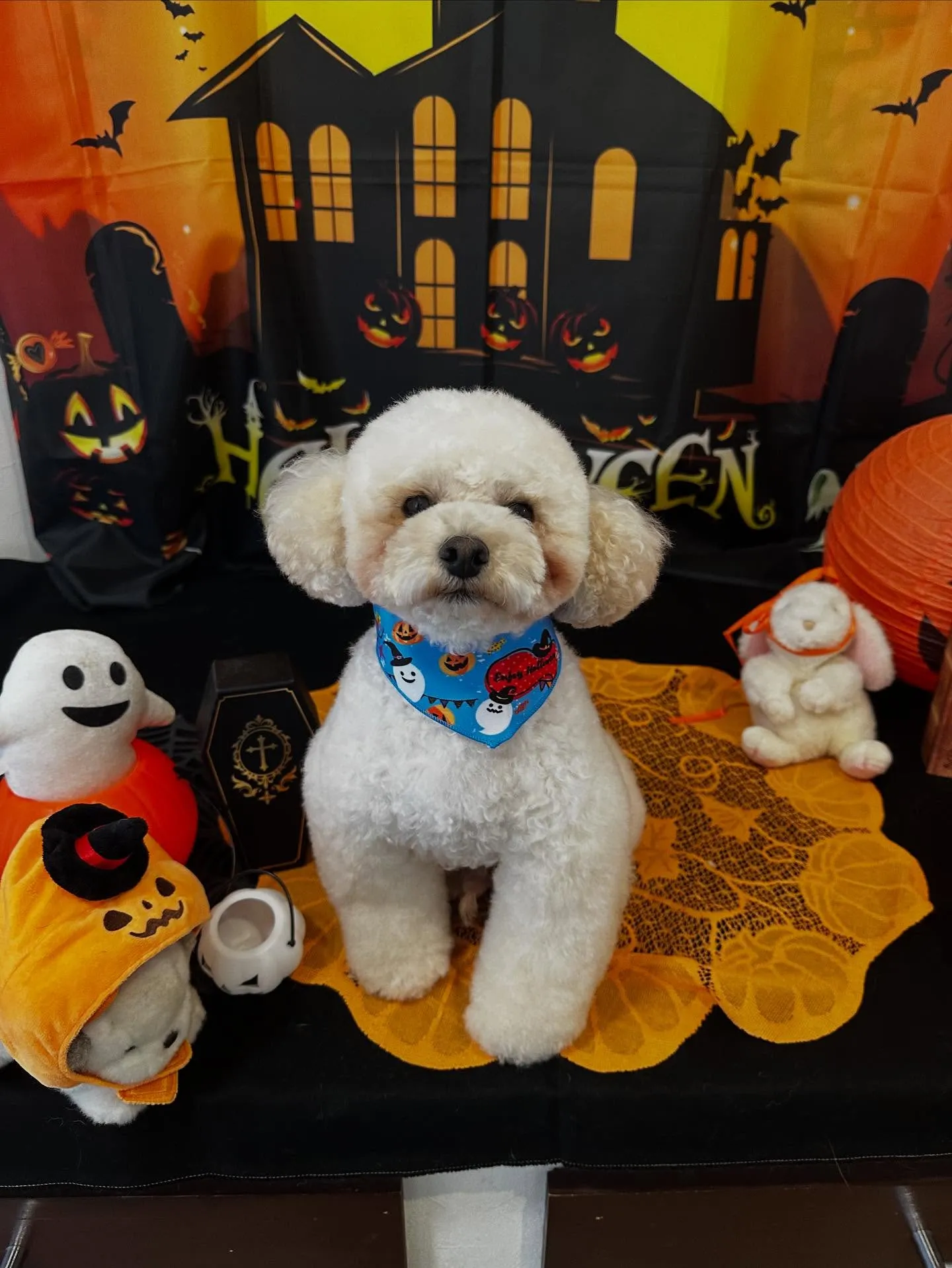 トリミングのセットメニューをご利用頂いたわんこたち🎶