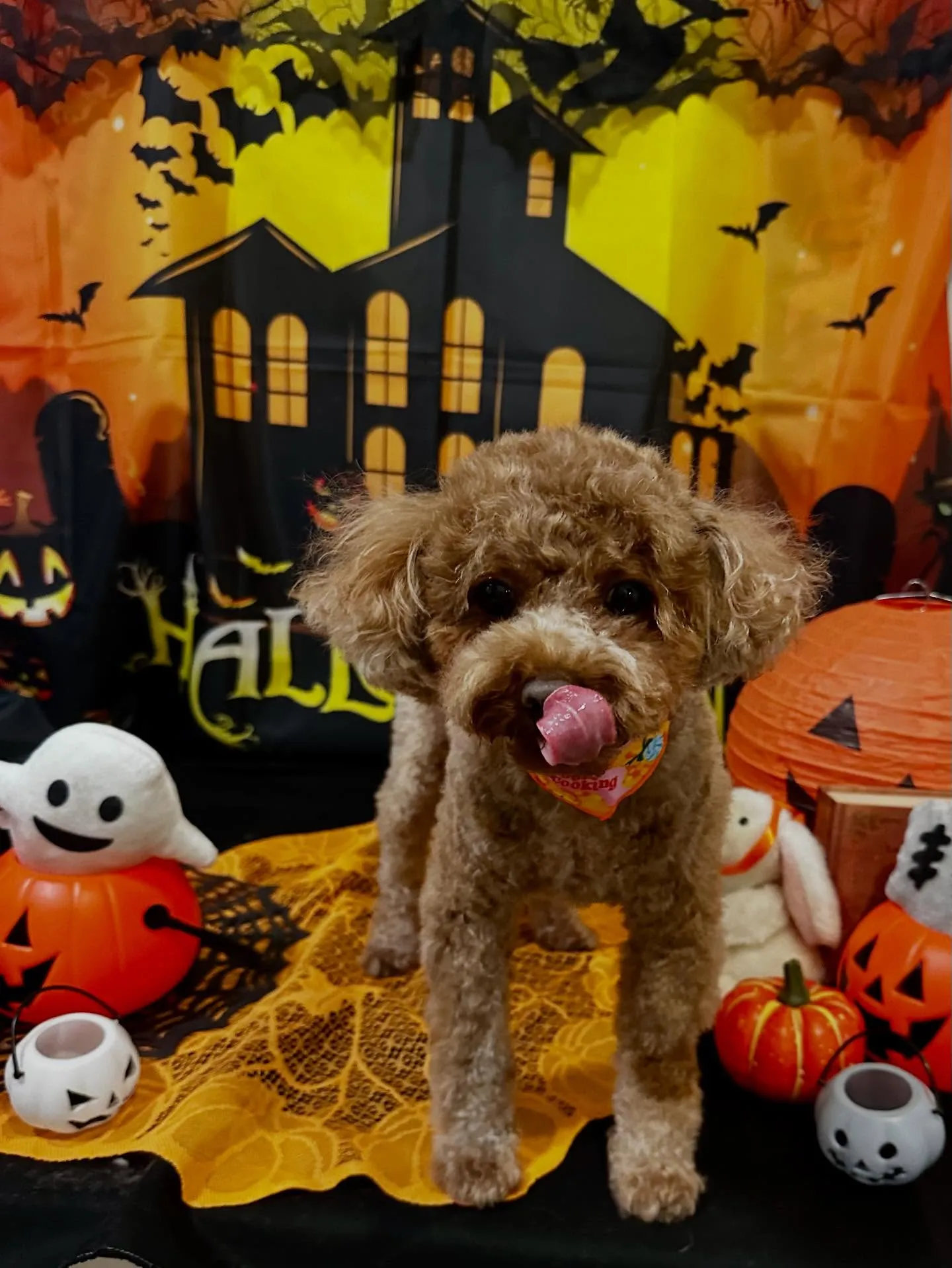 トリミングのセットメニューをご利用頂いたわんこたち🎶