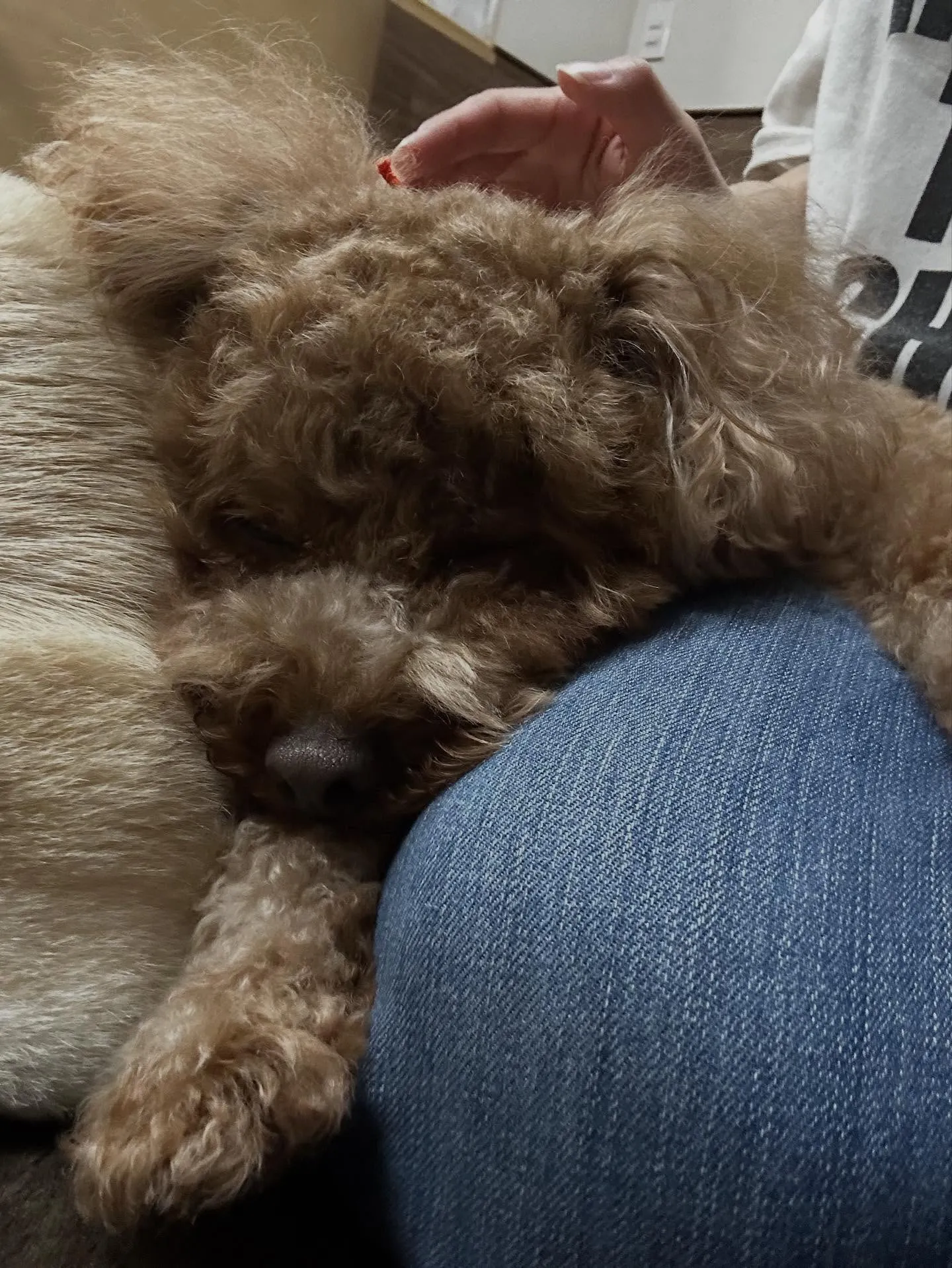 トリミングのセットメニューをご利用頂いたわんこたち🎶