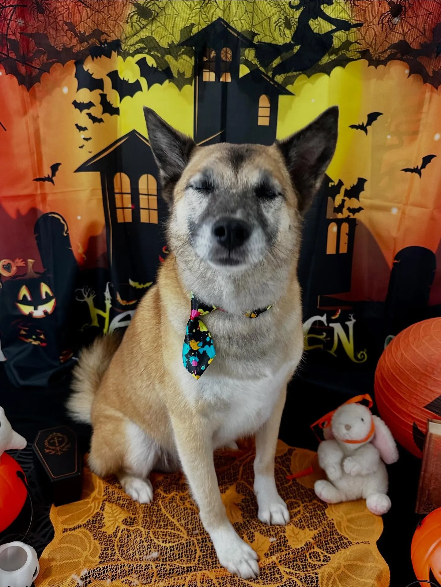 トリミングのセットメニューをご利用頂いたわんこたち🎶