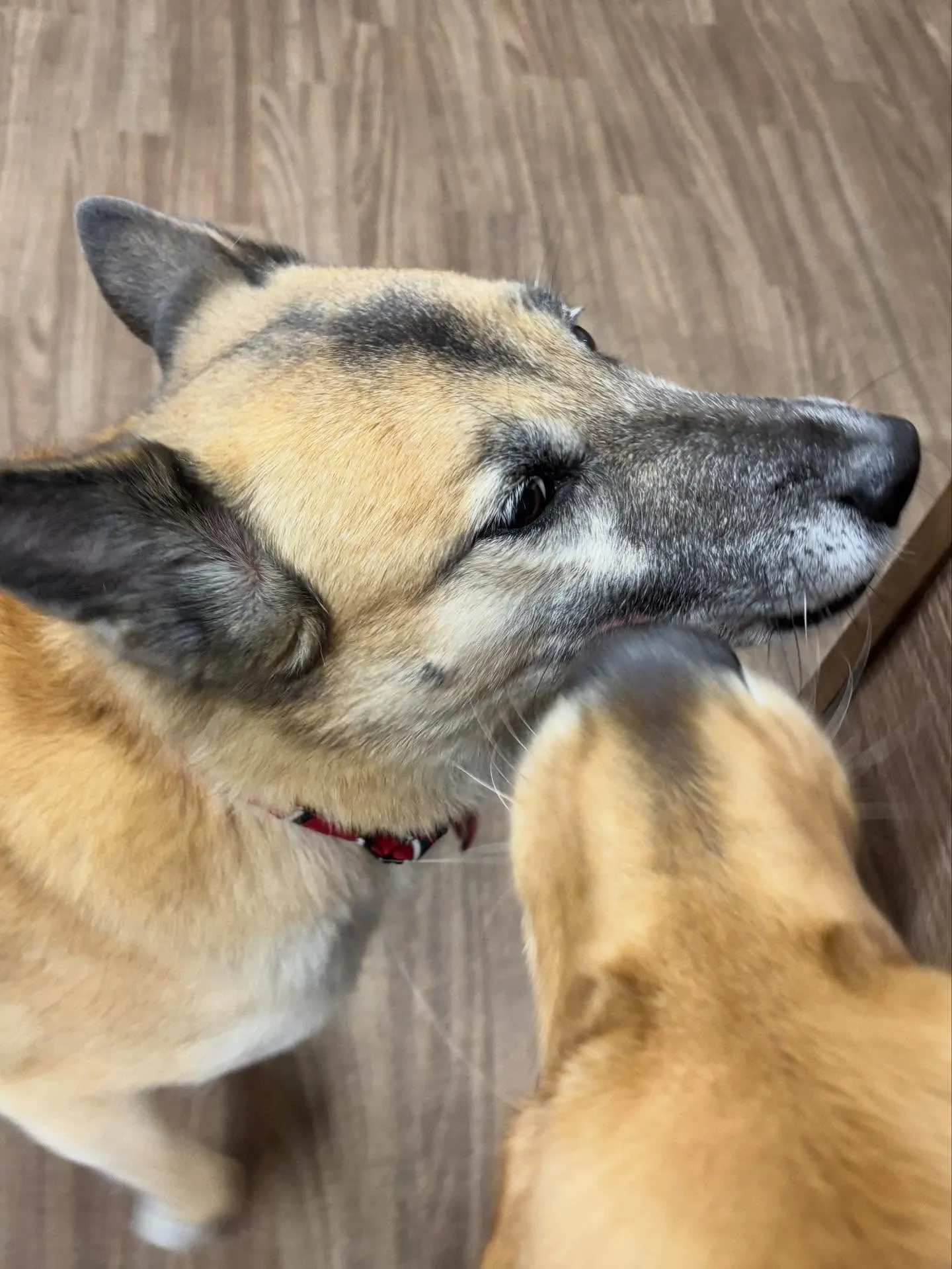 トリミングのセットメニューをご利用頂いたわんこたち🎶