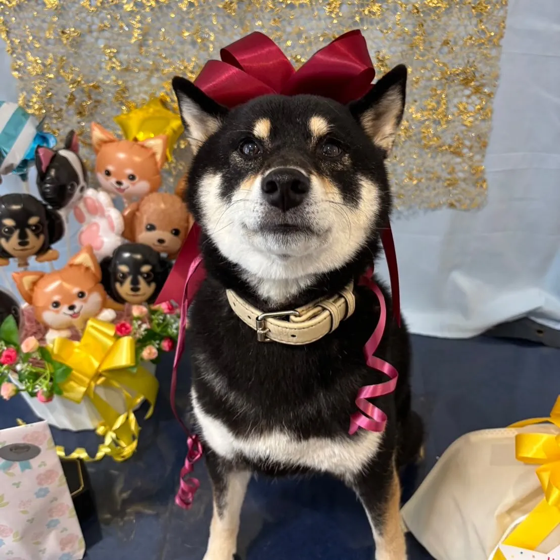 今日は先日のおとちゃんのお誕生日に引き続き