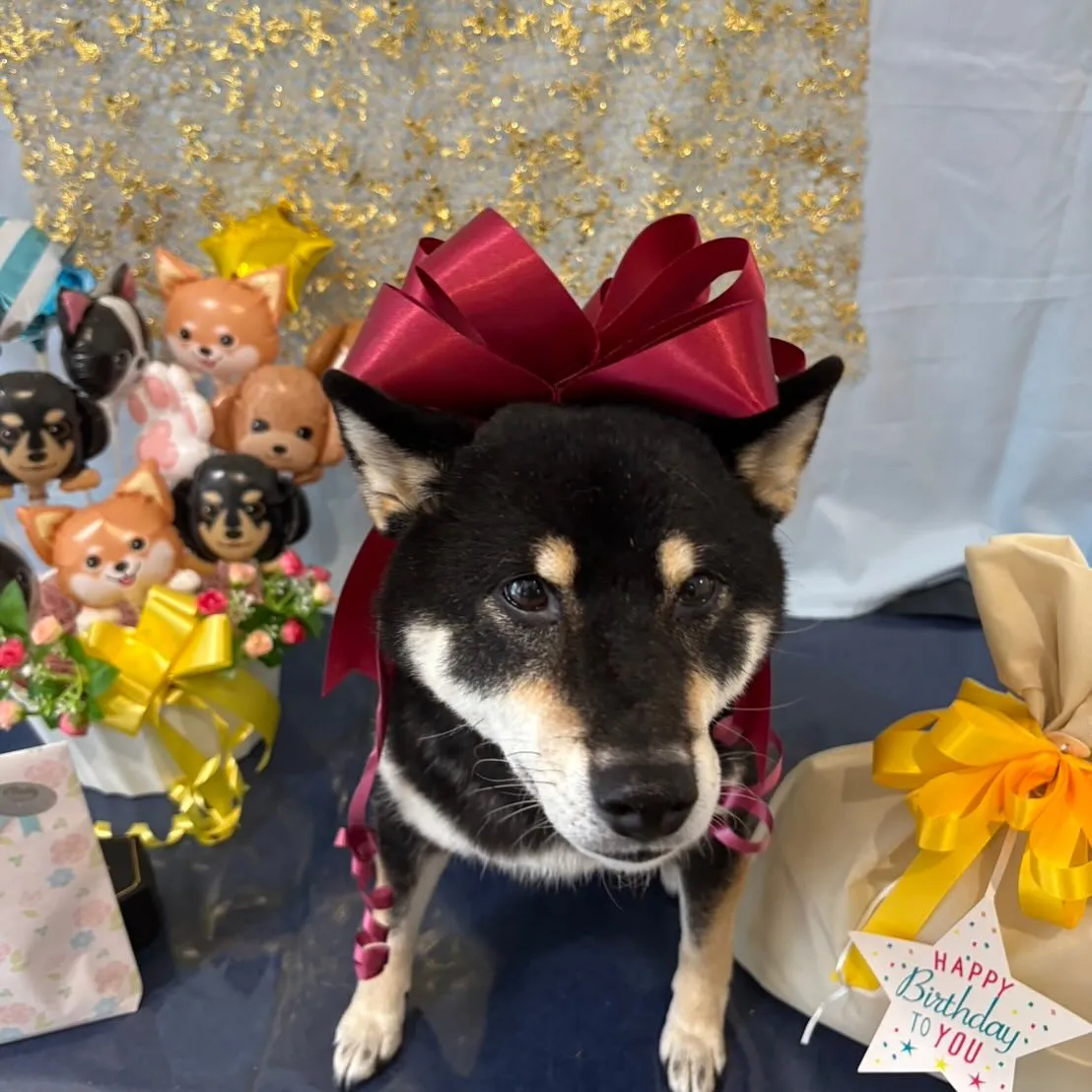 今日は先日のおとちゃんのお誕生日に引き続き