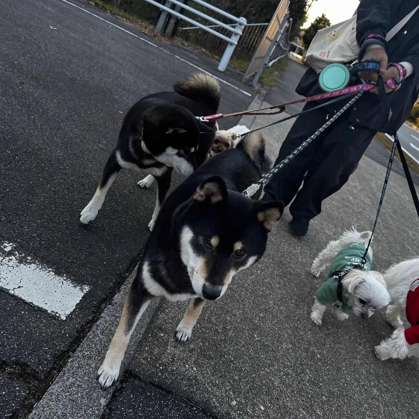 今日は先日のおとちゃんのお誕生日に引き続き