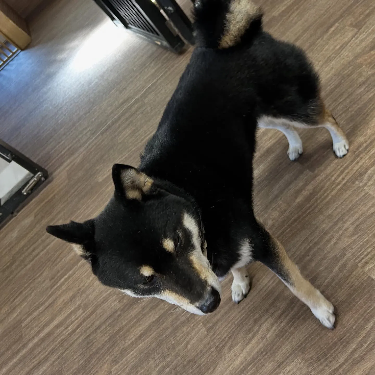 今日は先日のおとちゃんのお誕生日に引き続き