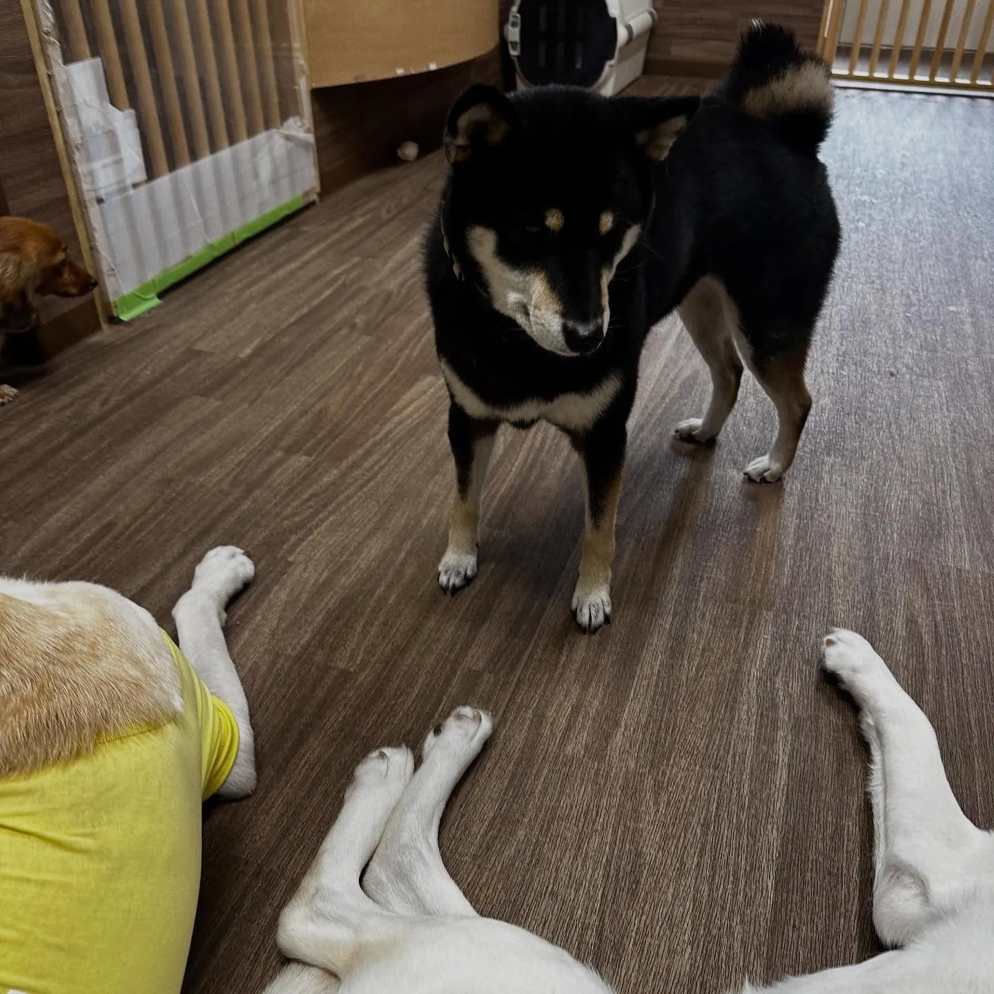 今日は先日のおとちゃんのお誕生日に引き続き