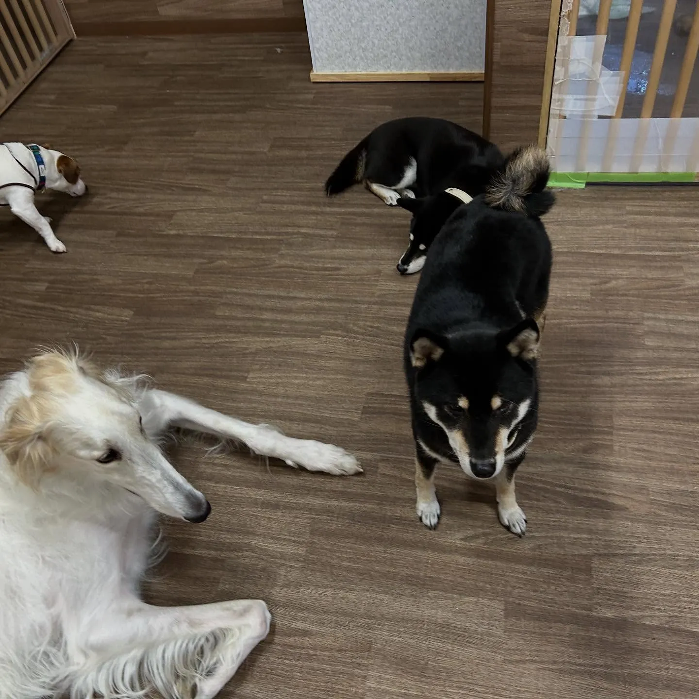 今日は先日のおとちゃんのお誕生日に引き続き