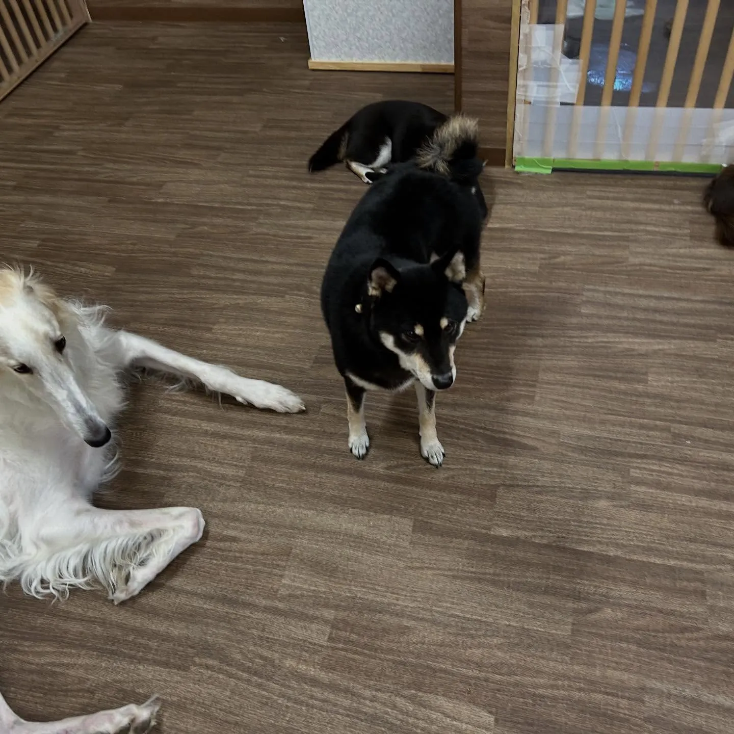 今日は先日のおとちゃんのお誕生日に引き続き