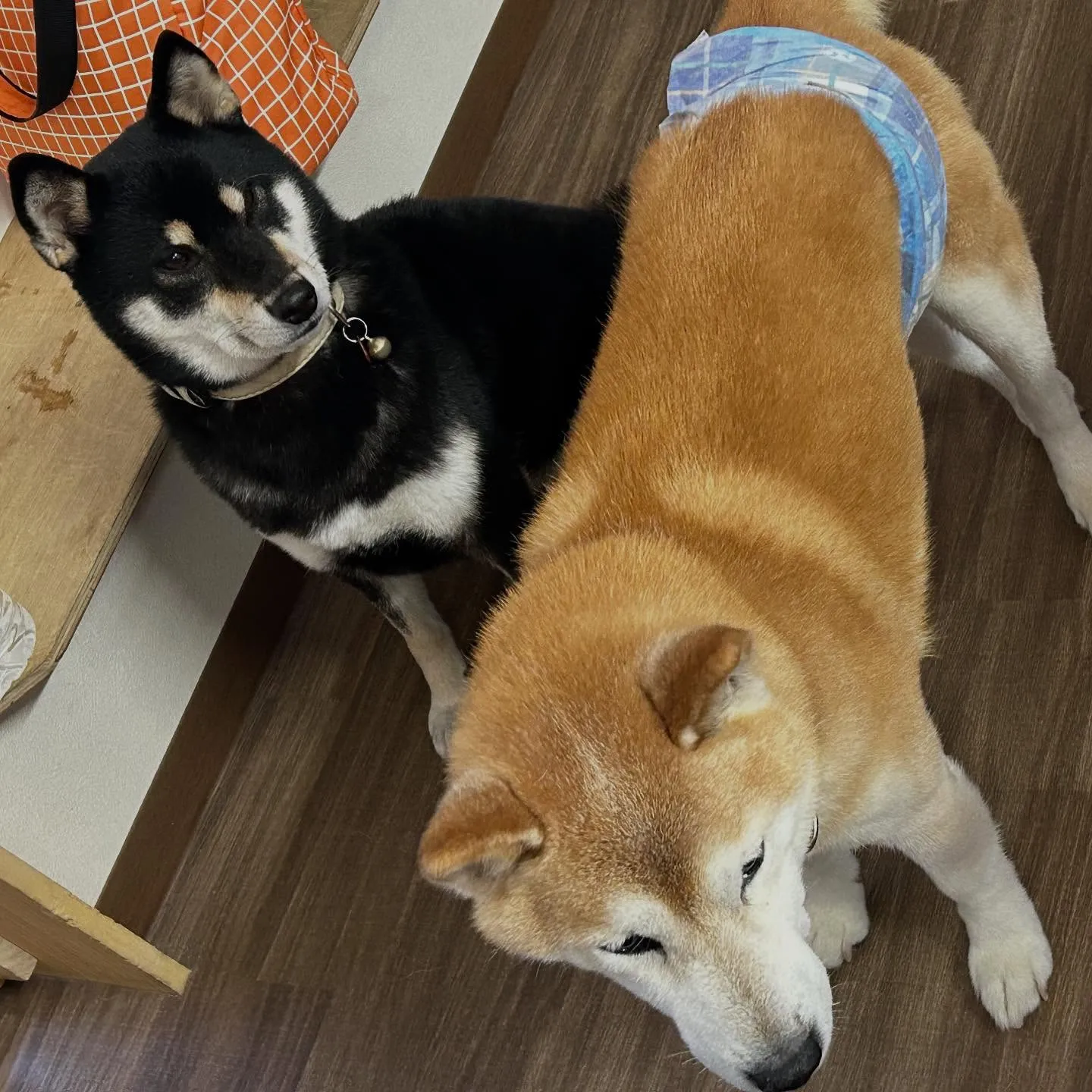 今日は先日のおとちゃんのお誕生日に引き続き