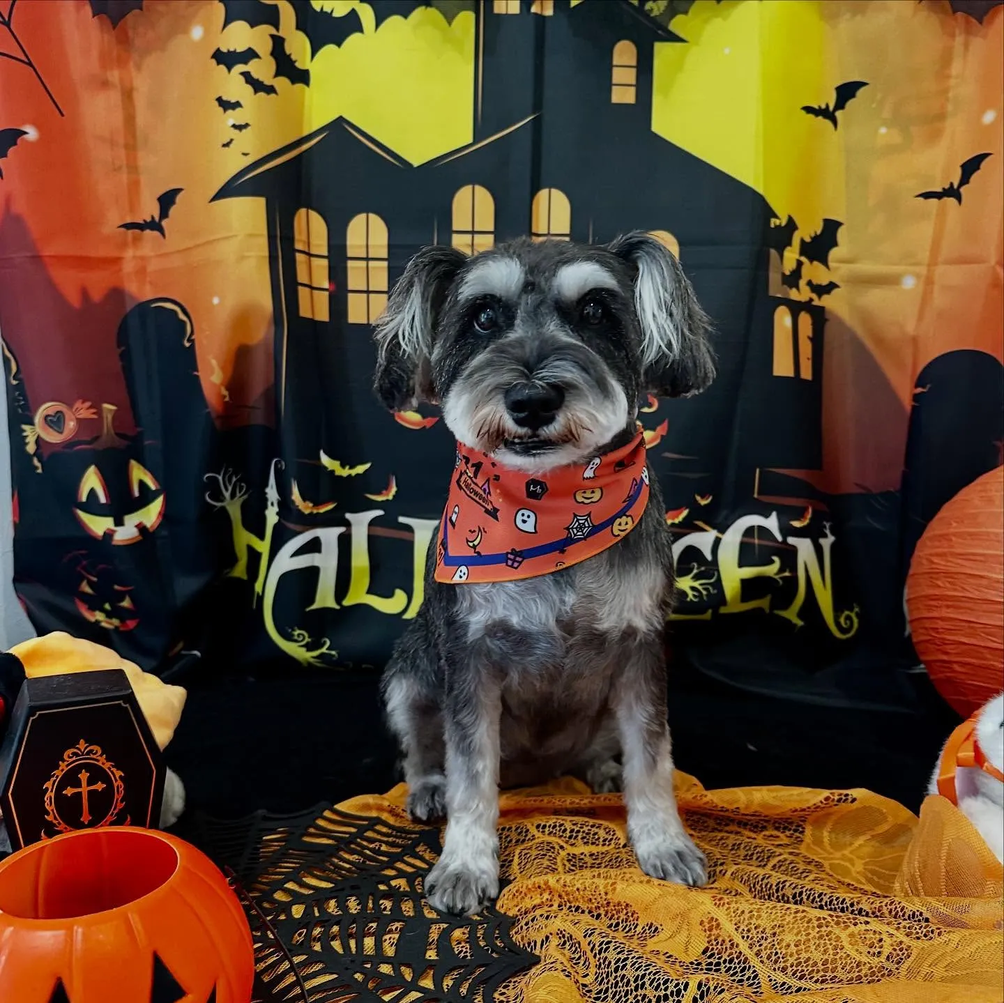 トリミングのセットメニューをご利用頂いたわんこたちです🎶