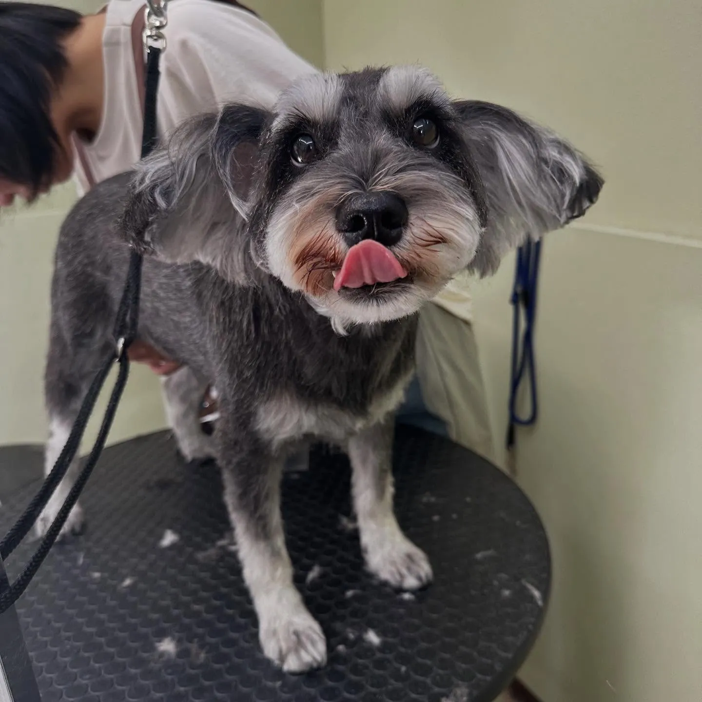 トリミングのセットメニューをご利用頂いたわんこたちです🎶