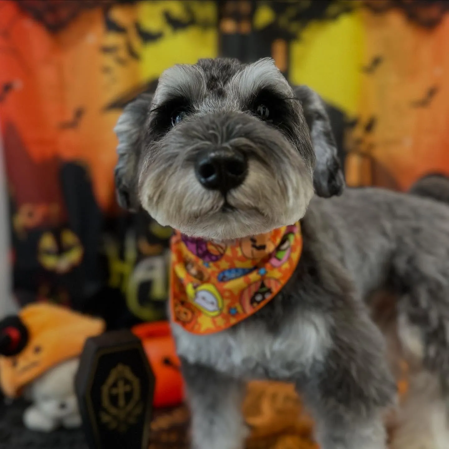 トリミングのセットメニューをご利用頂いたわんこたちです🎶