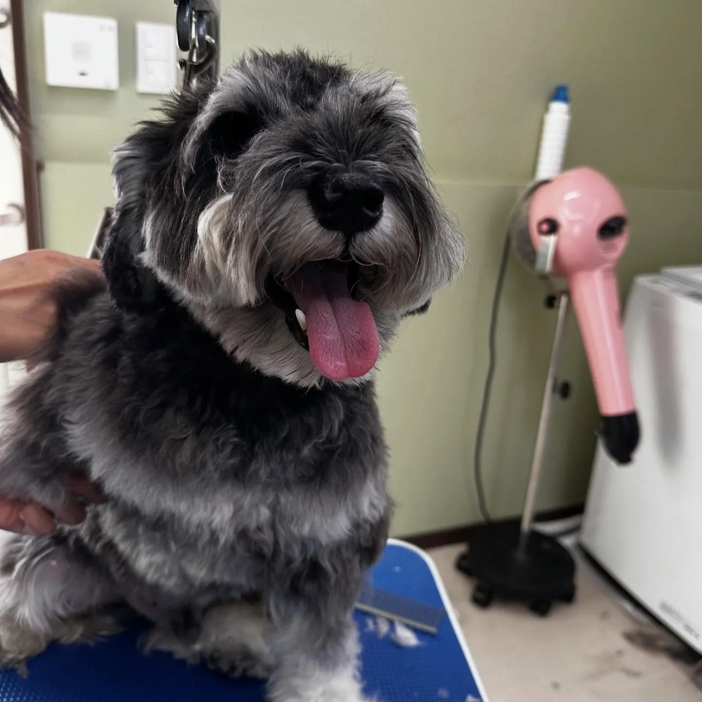 トリミングのセットメニューをご利用頂いたわんこたちです🎶