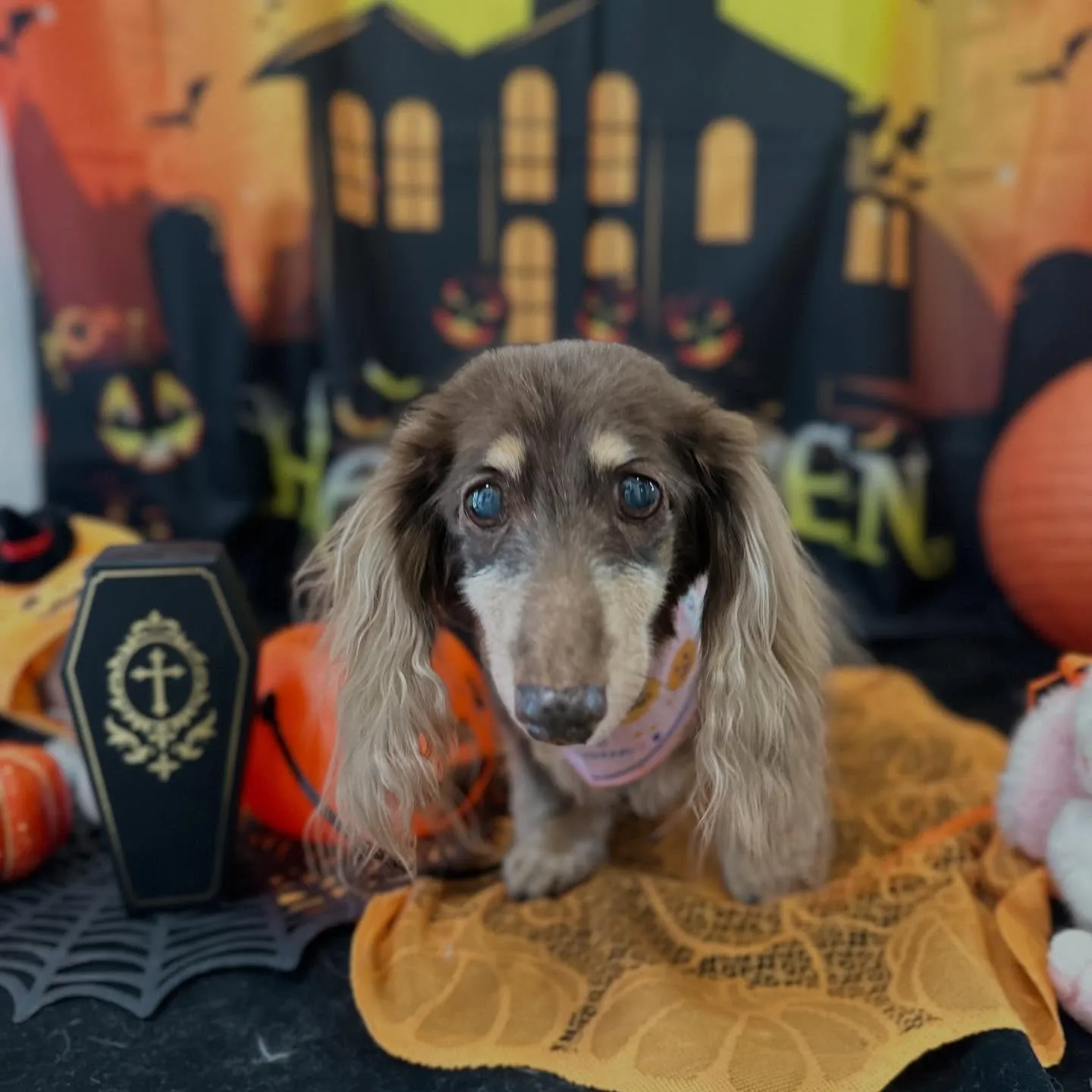 トリミングのセットメニューをご利用頂いたわんこたちです🎶