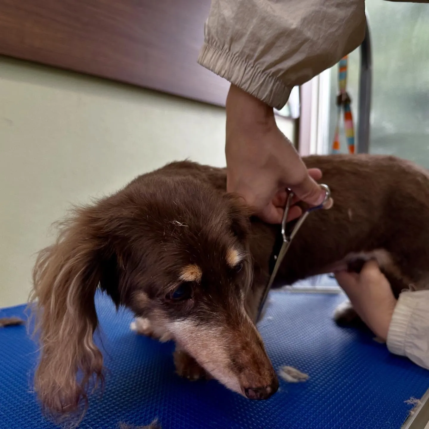 トリミングのセットメニューをご利用頂いたわんこたちです🎶