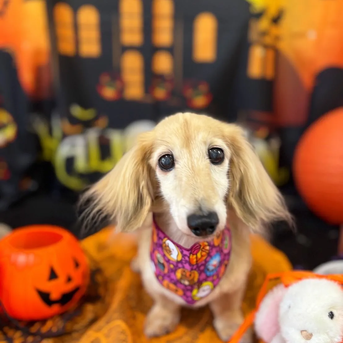 トリミングのセットメニューをご利用頂いたわんこたちです🎶