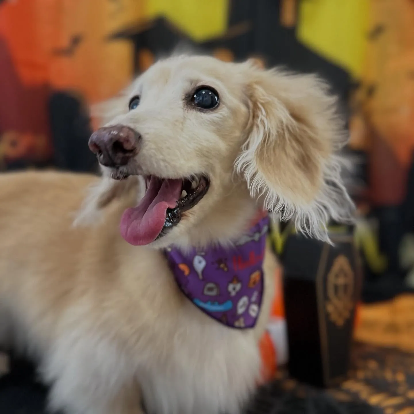 トリミングのセットメニューをご利用頂いたわんこたちです🎶