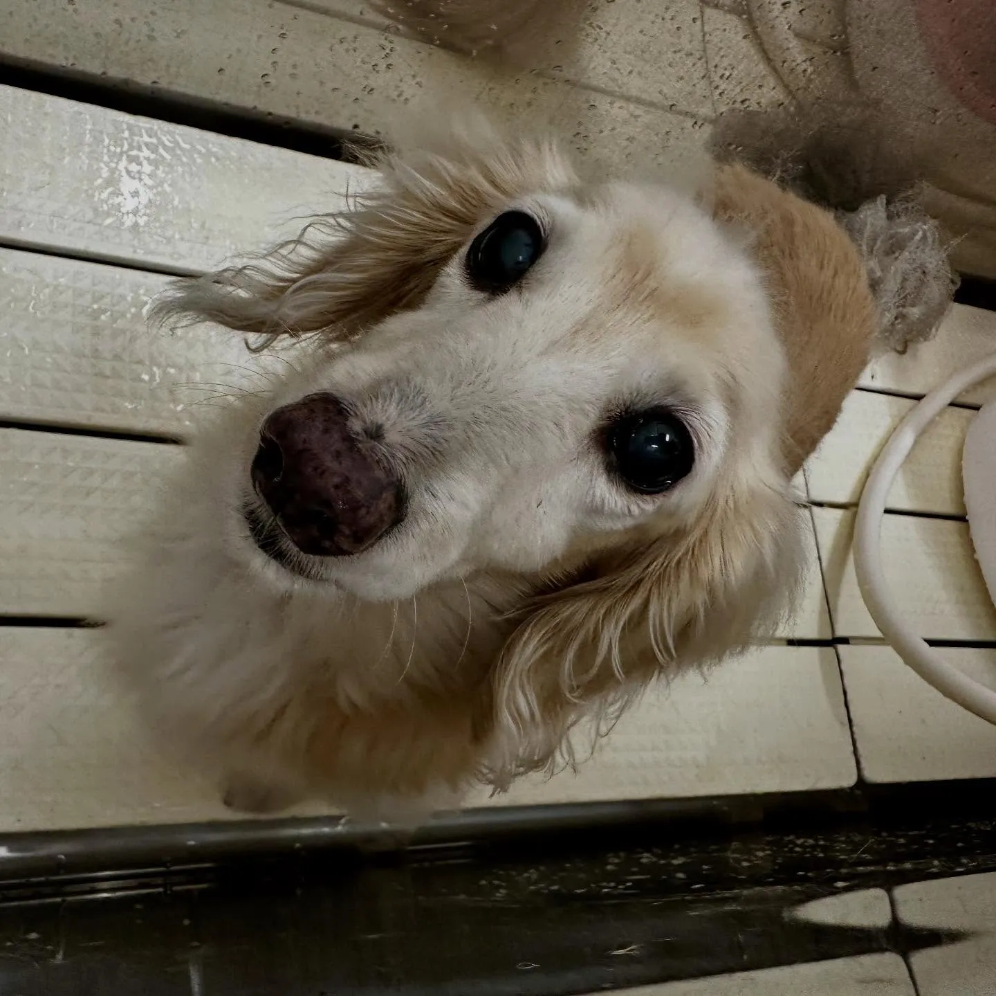 トリミングのセットメニューをご利用頂いたわんこたちです🎶