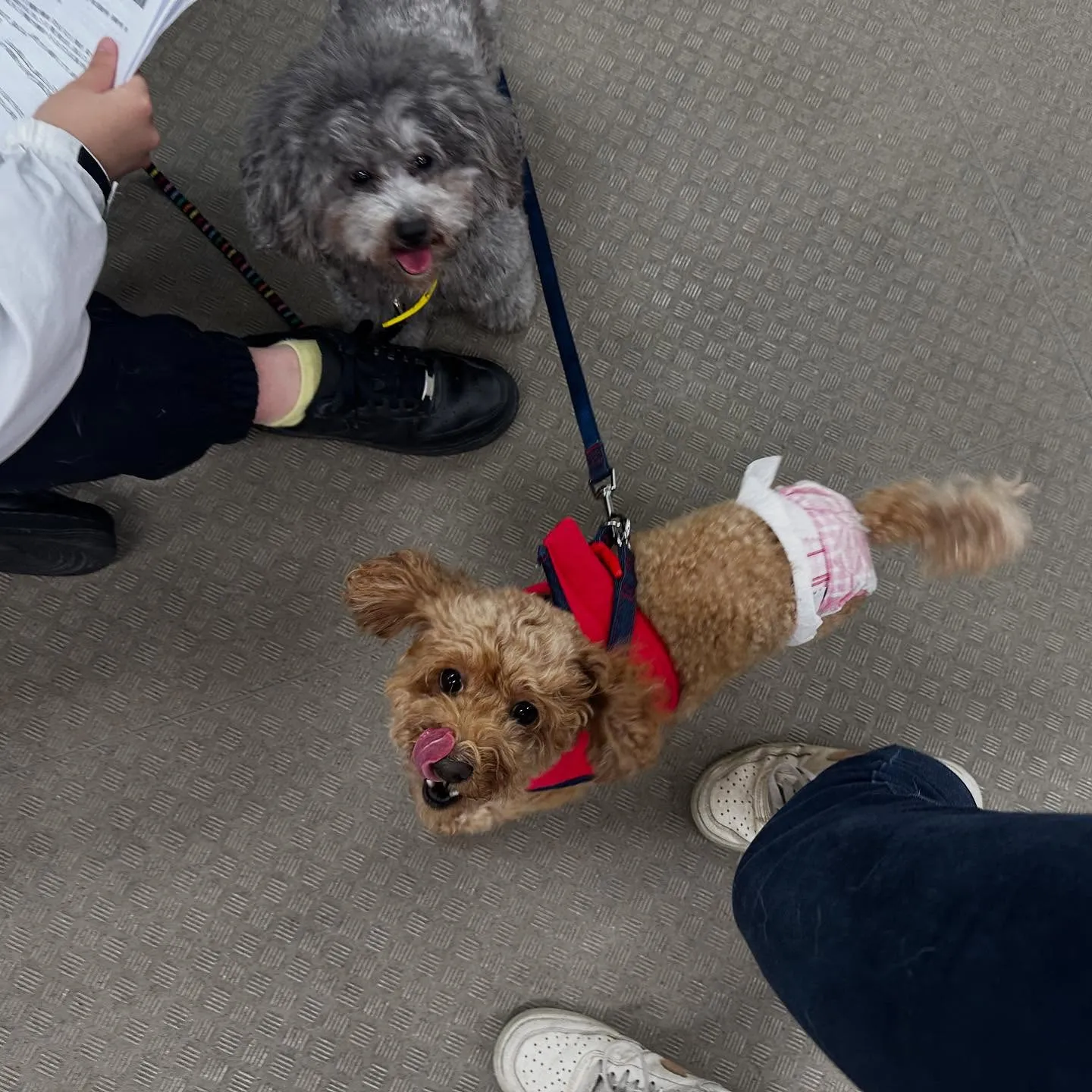 今日は専門学校dayだったので