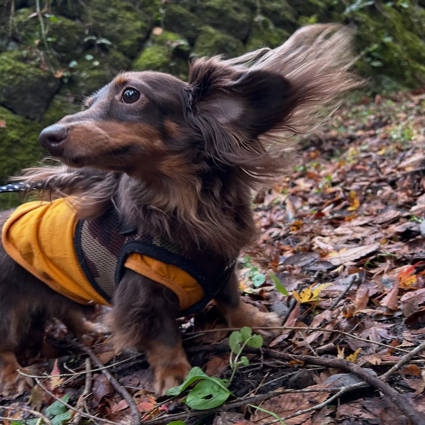 トリミングのセットメニューをご利用頂いたわんこたちです🎶