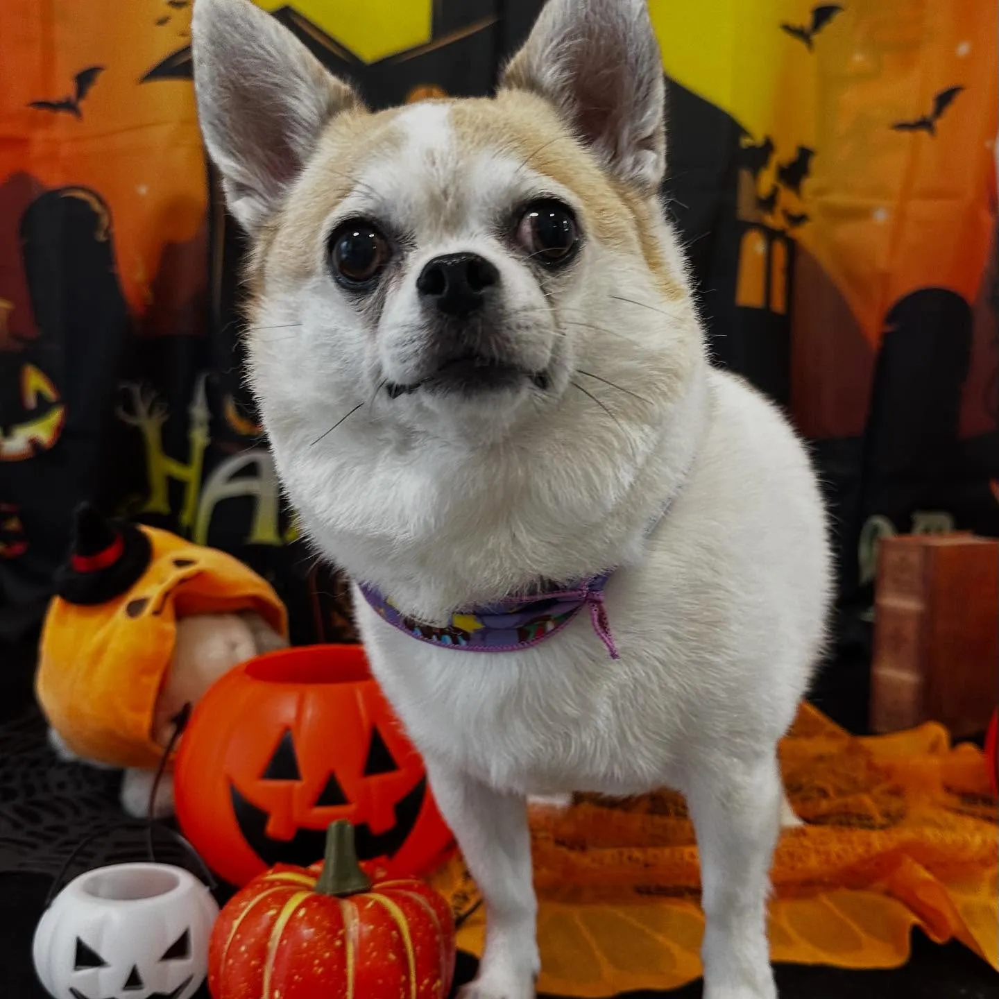 トリミングのセットメニューをご利用頂いたわんこたちです🎶