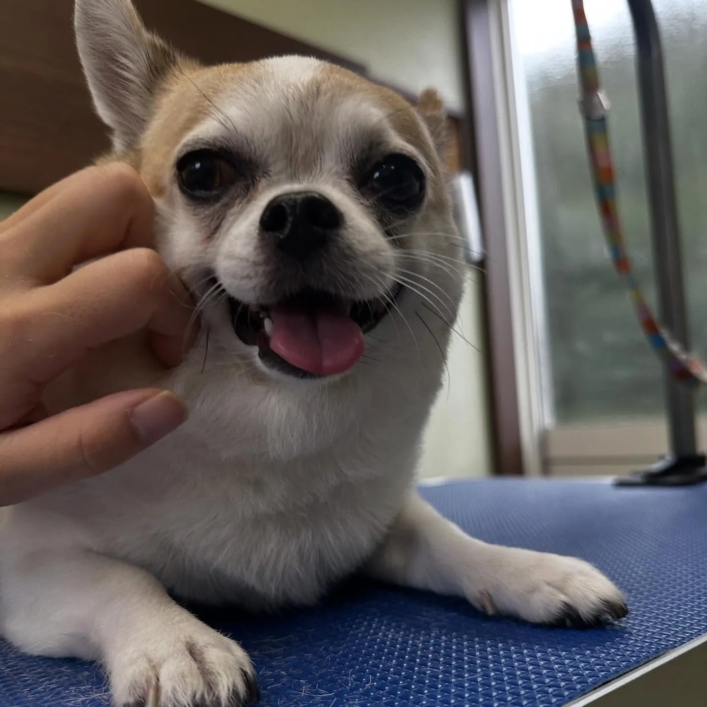 トリミングのセットメニューをご利用頂いたわんこたちです🎶