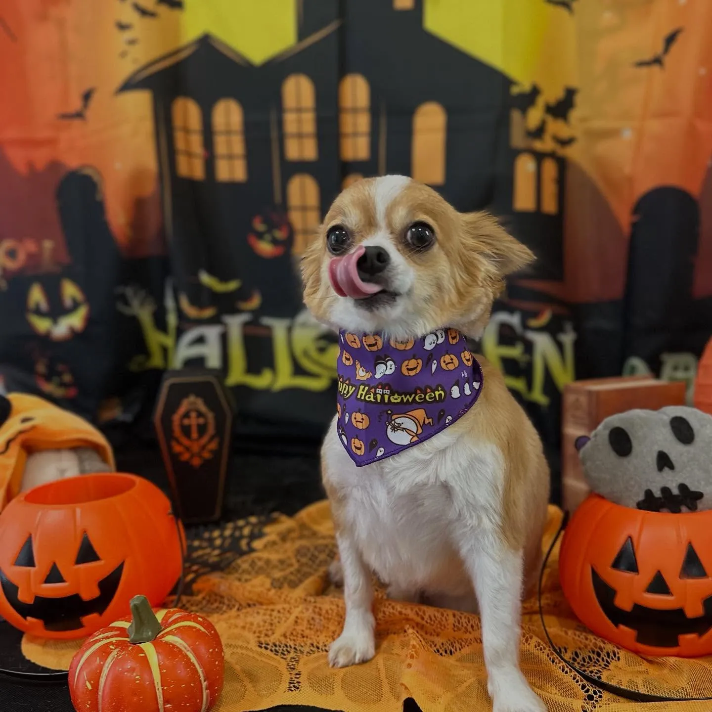 トリミングのセットメニューをご利用頂いたわんこたちです🎶