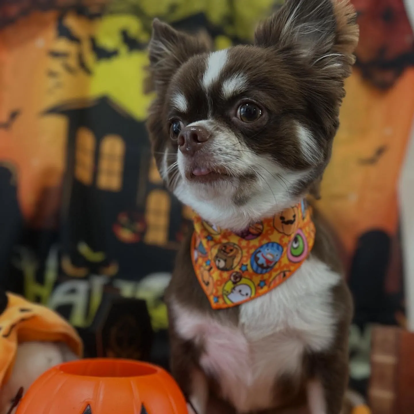 トリミングのセットメニューをご利用頂いたわんこたちです🎶