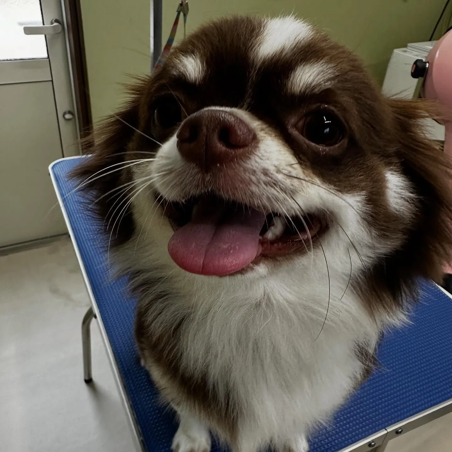 トリミングのセットメニューをご利用頂いたわんこたちです🎶