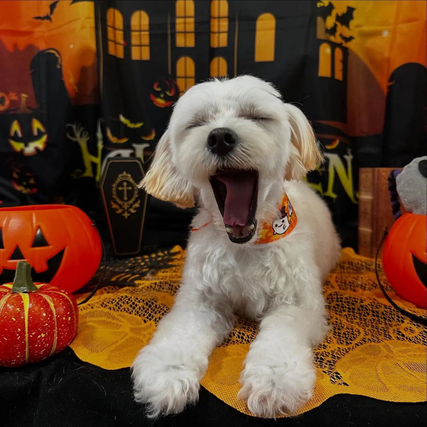 トリミングのセットメニューをご利用頂いたわんこたちです🎶