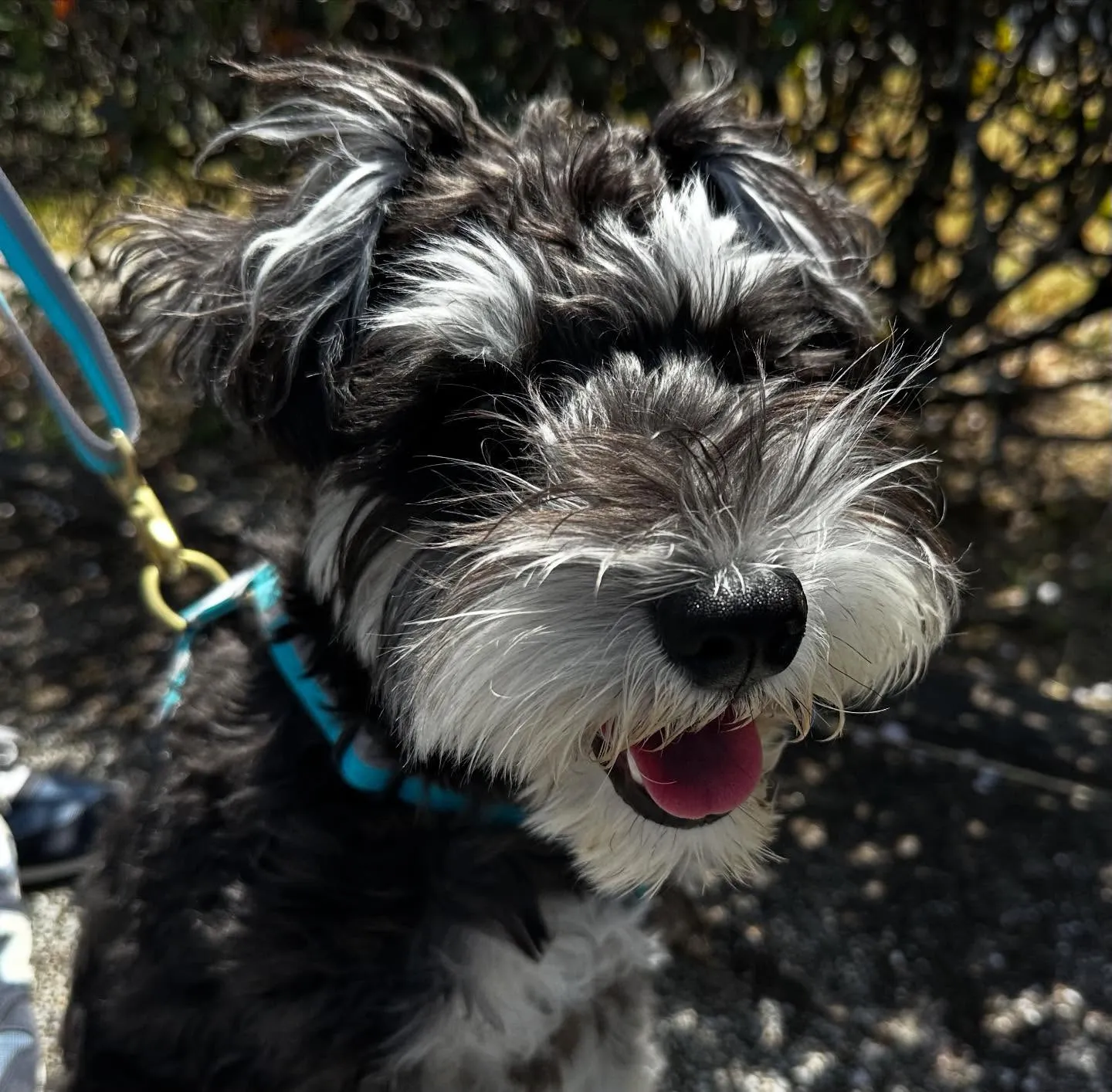 入会してくれたバロンくんです😊