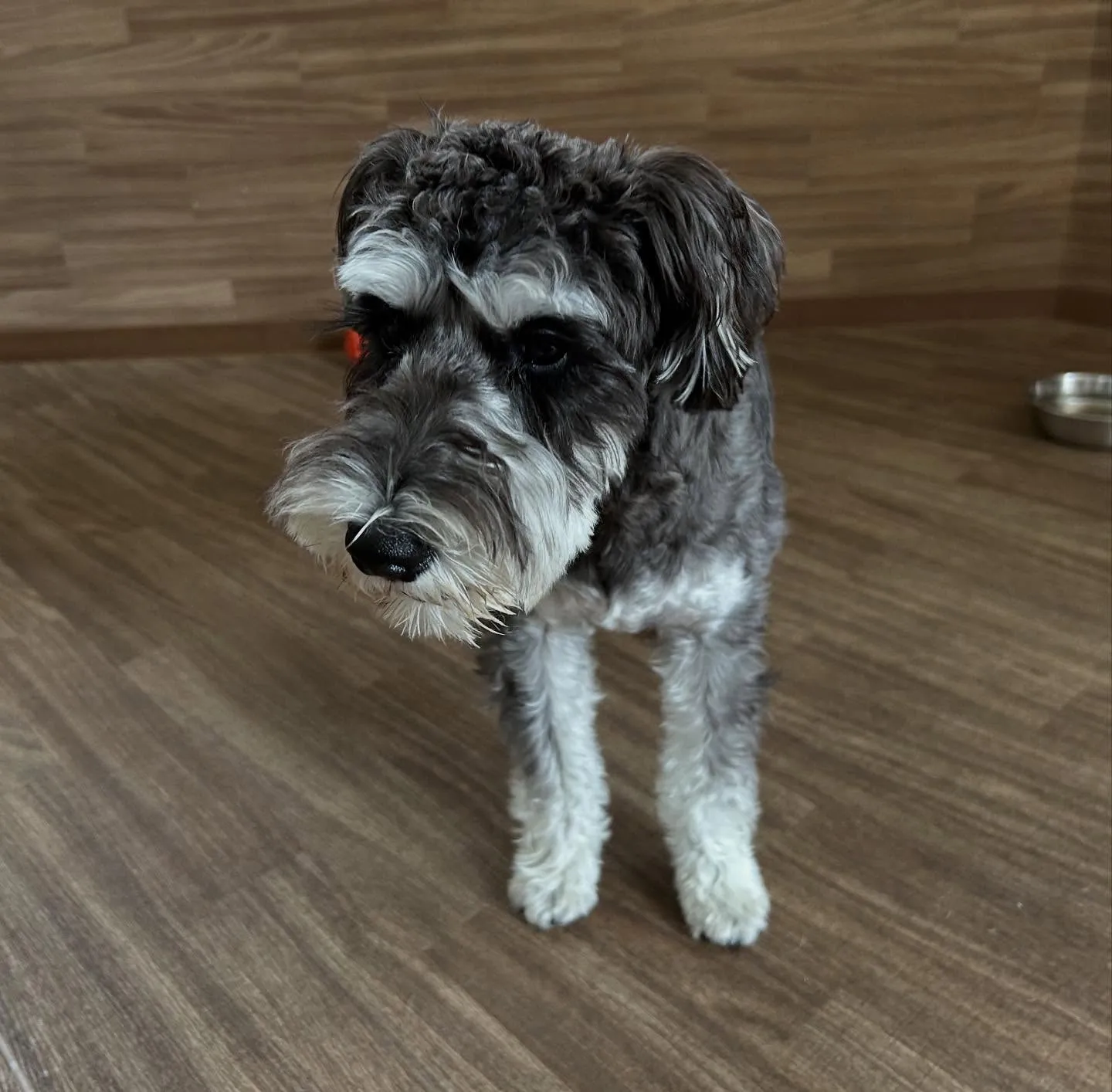 入会してくれたバロンくんです😊