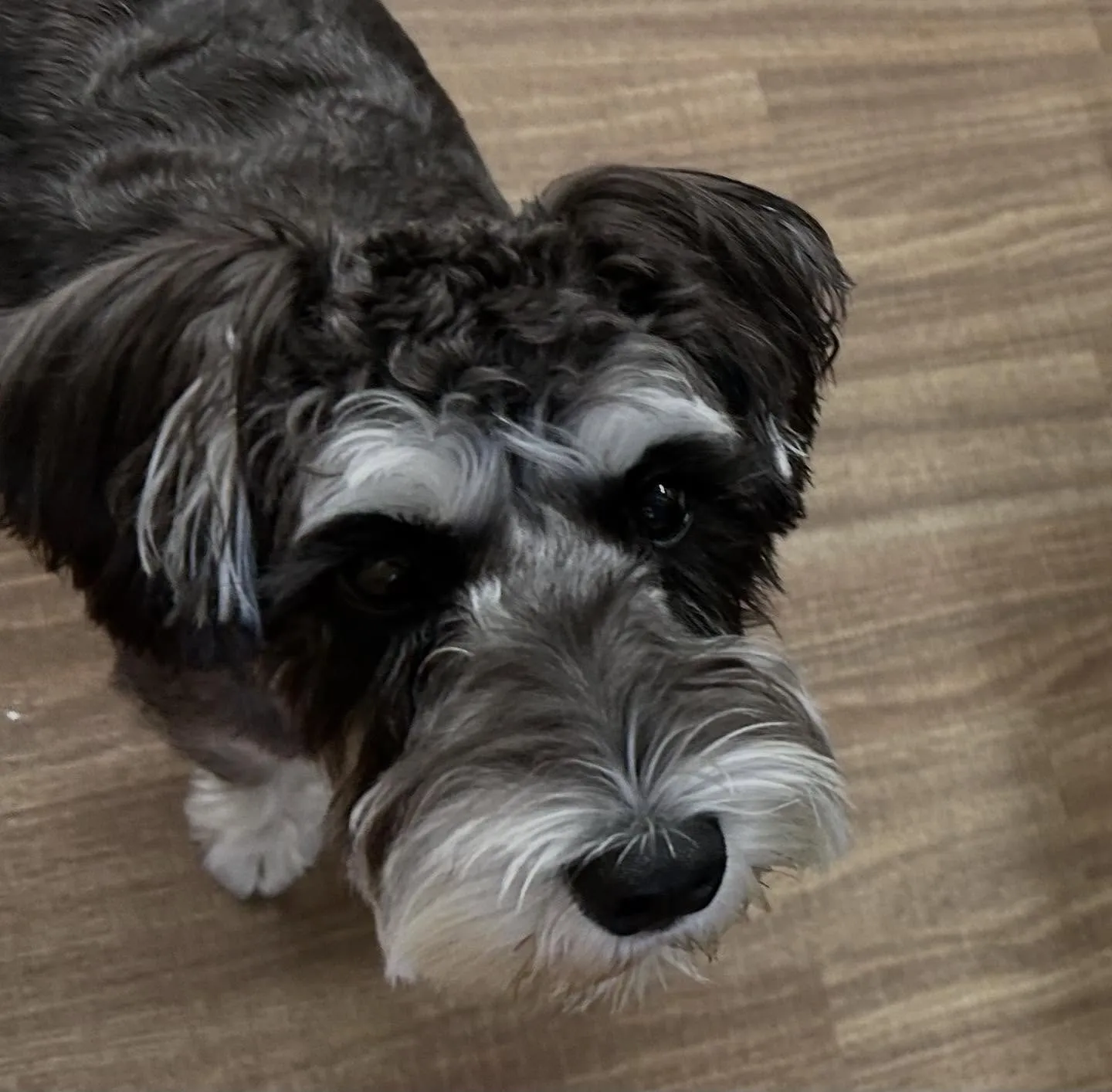 入会してくれたバロンくんです😊