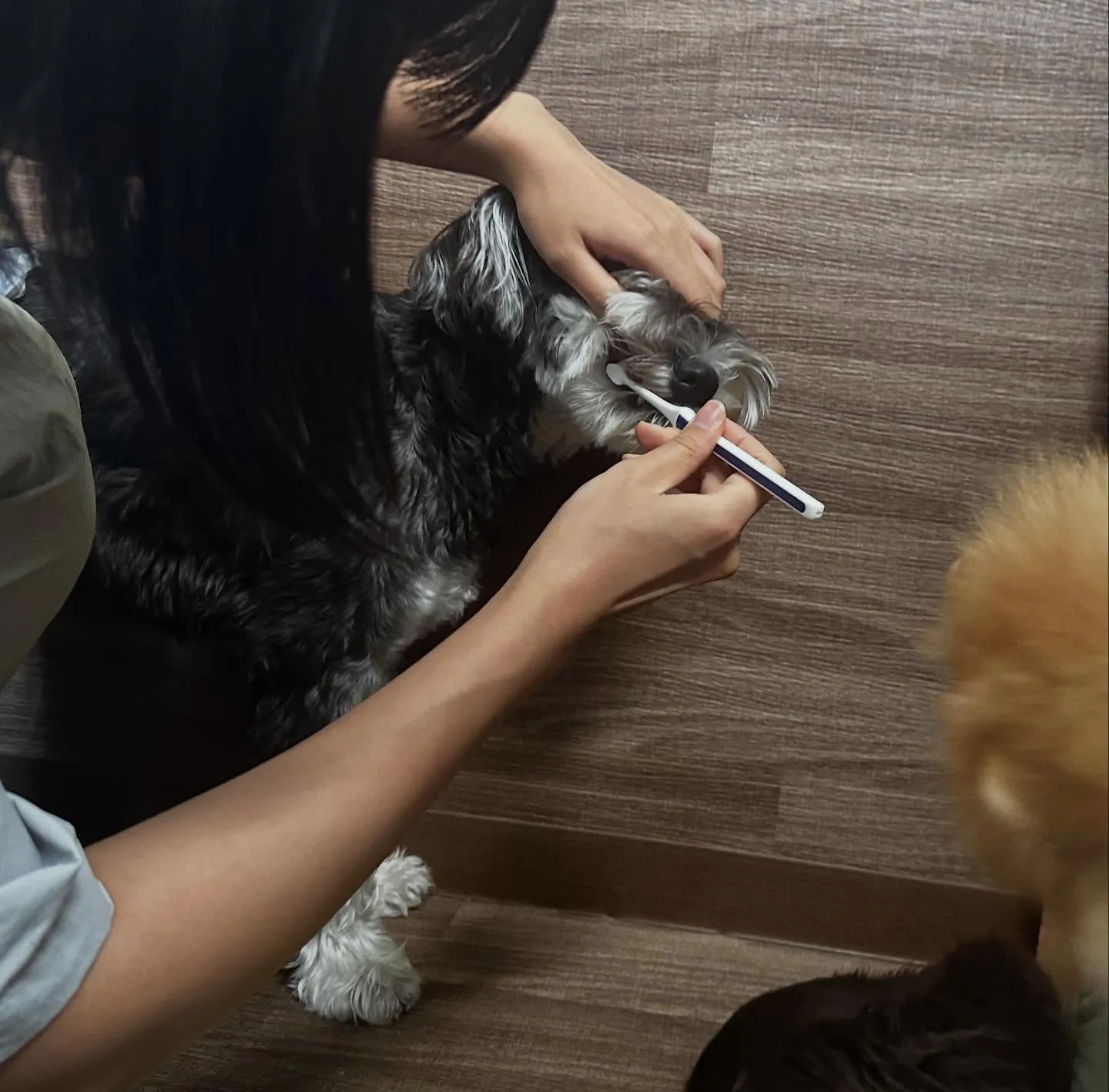 入会してくれたバロンくんです😊