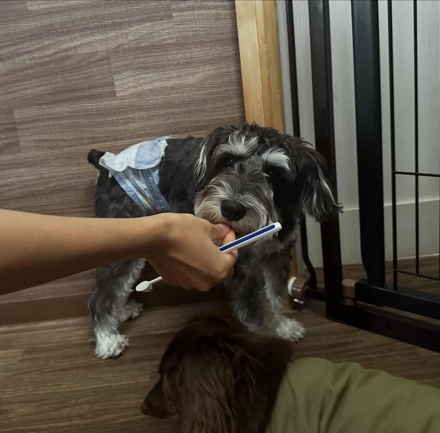 入会してくれたバロンくんです😊