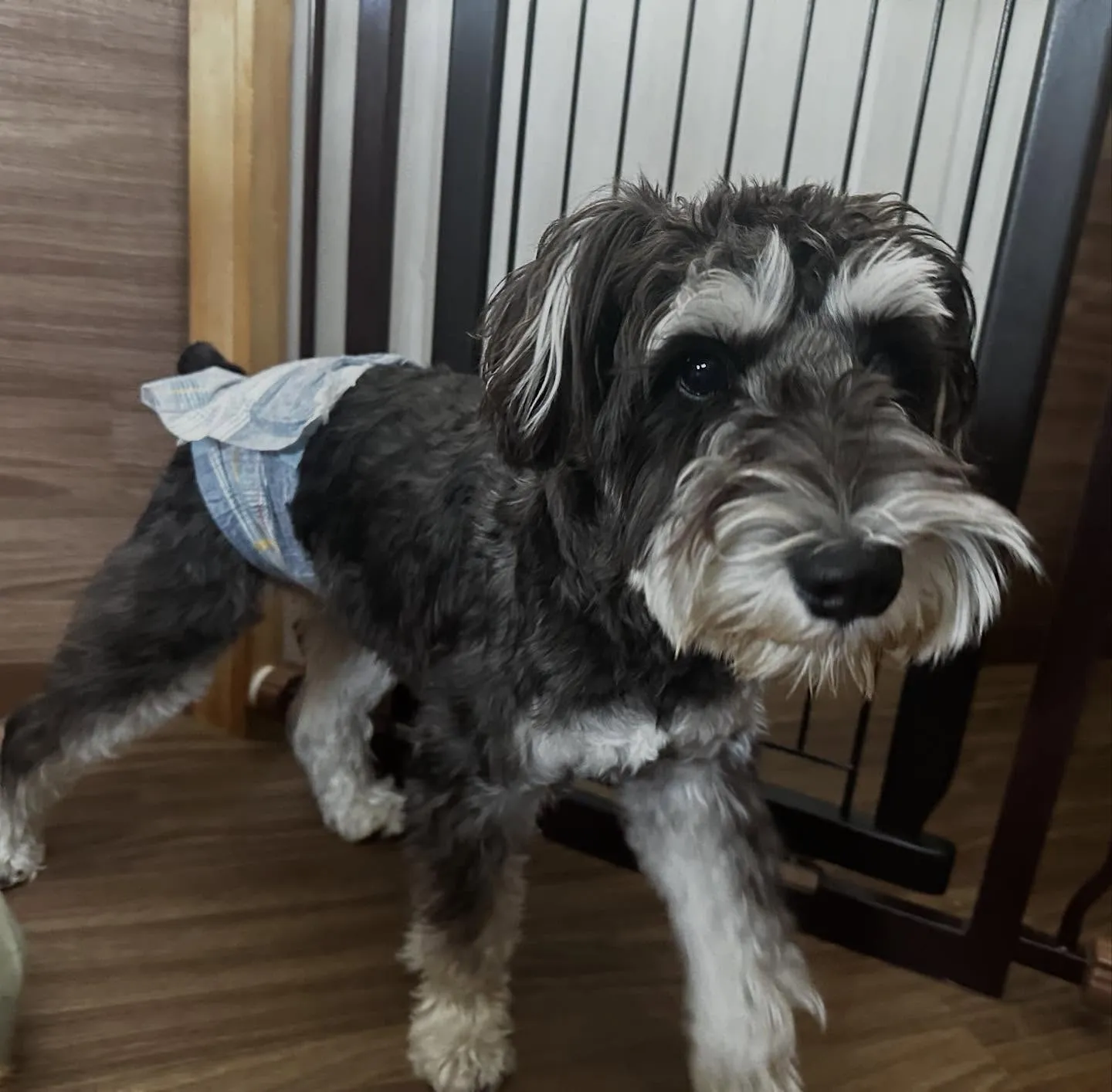 入会してくれたバロンくんです😊