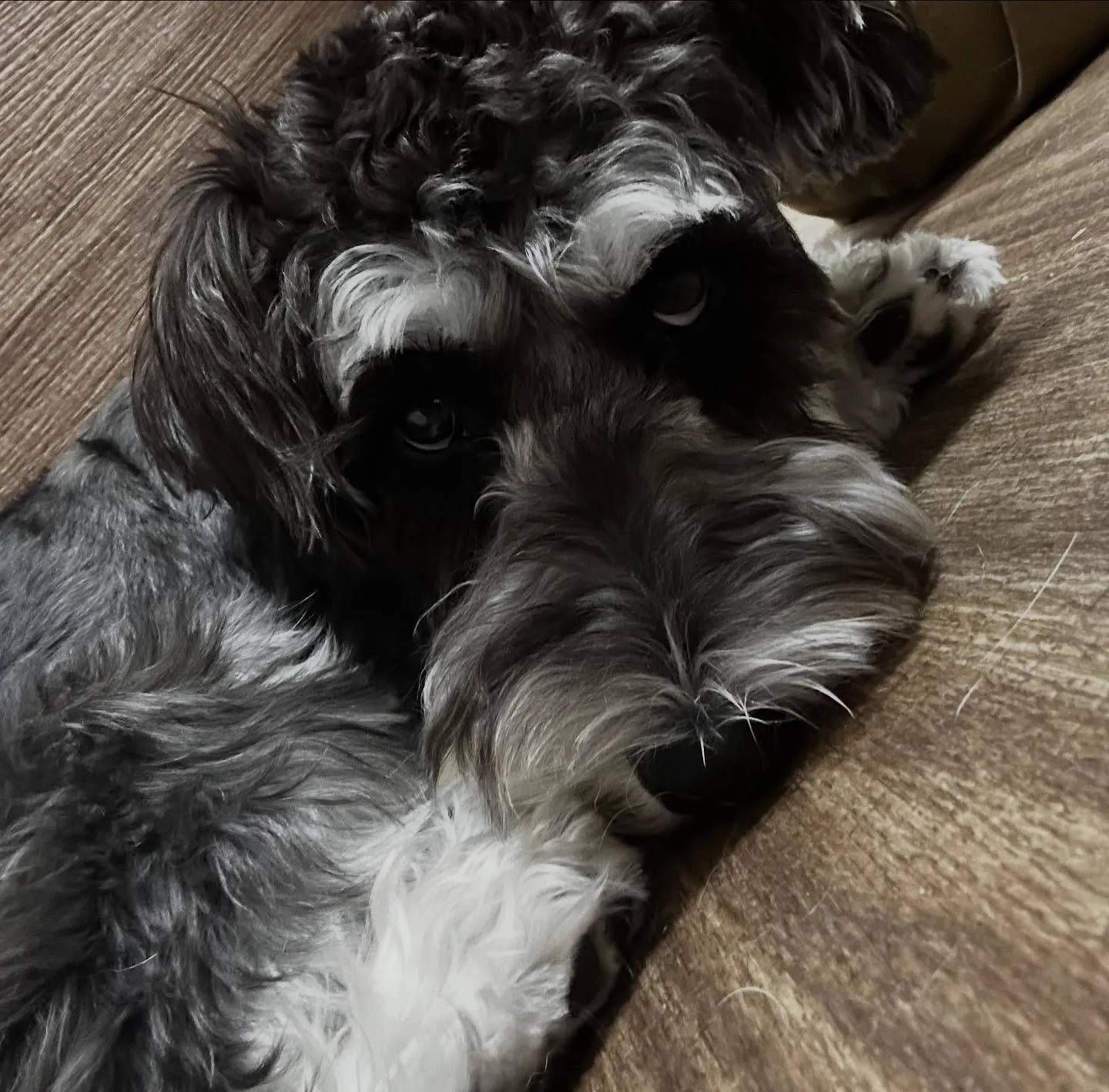 入会してくれたバロンくんです😊