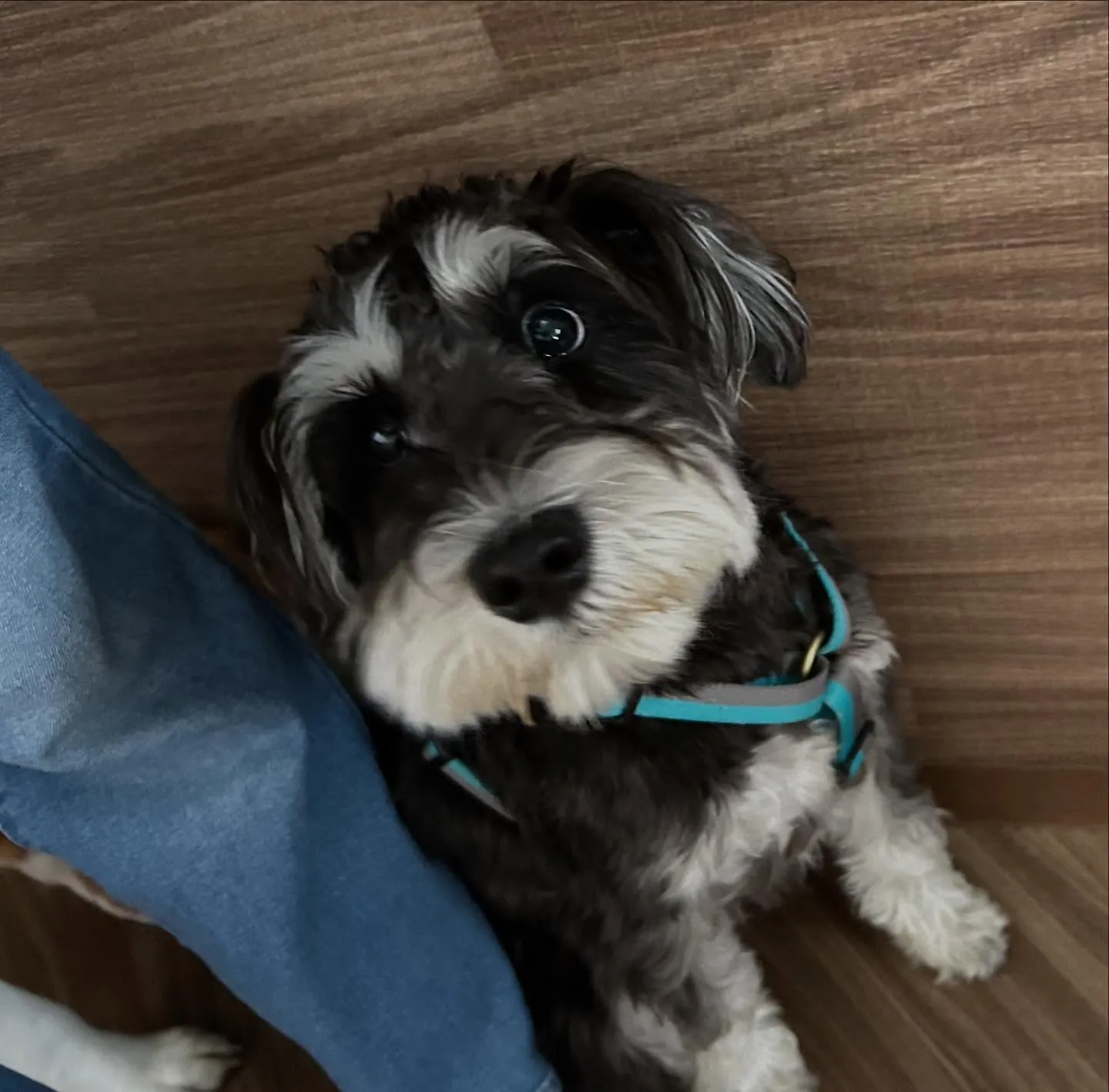 入会してくれたバロンくんです😊