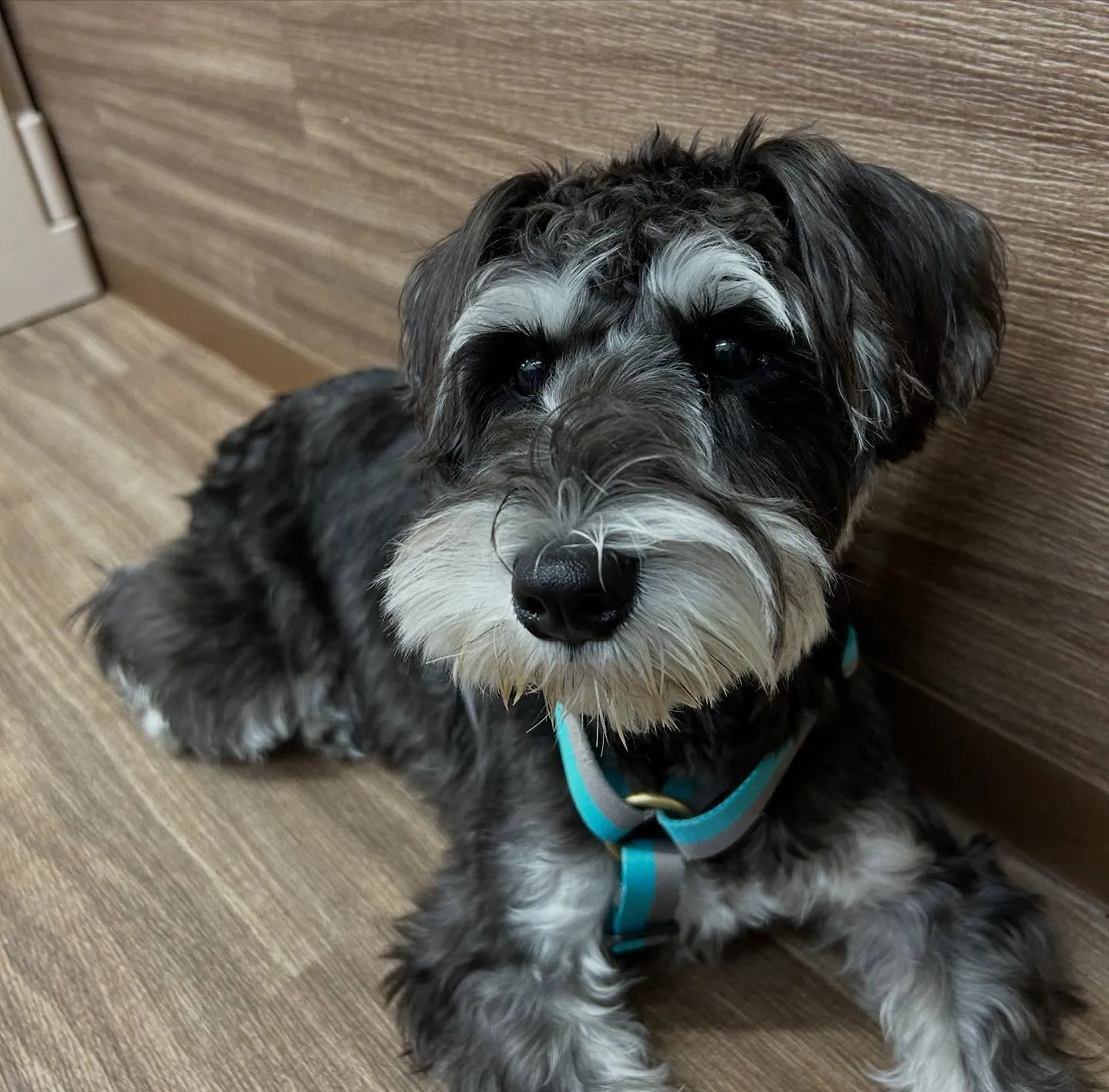 入会してくれたバロンくんです😊