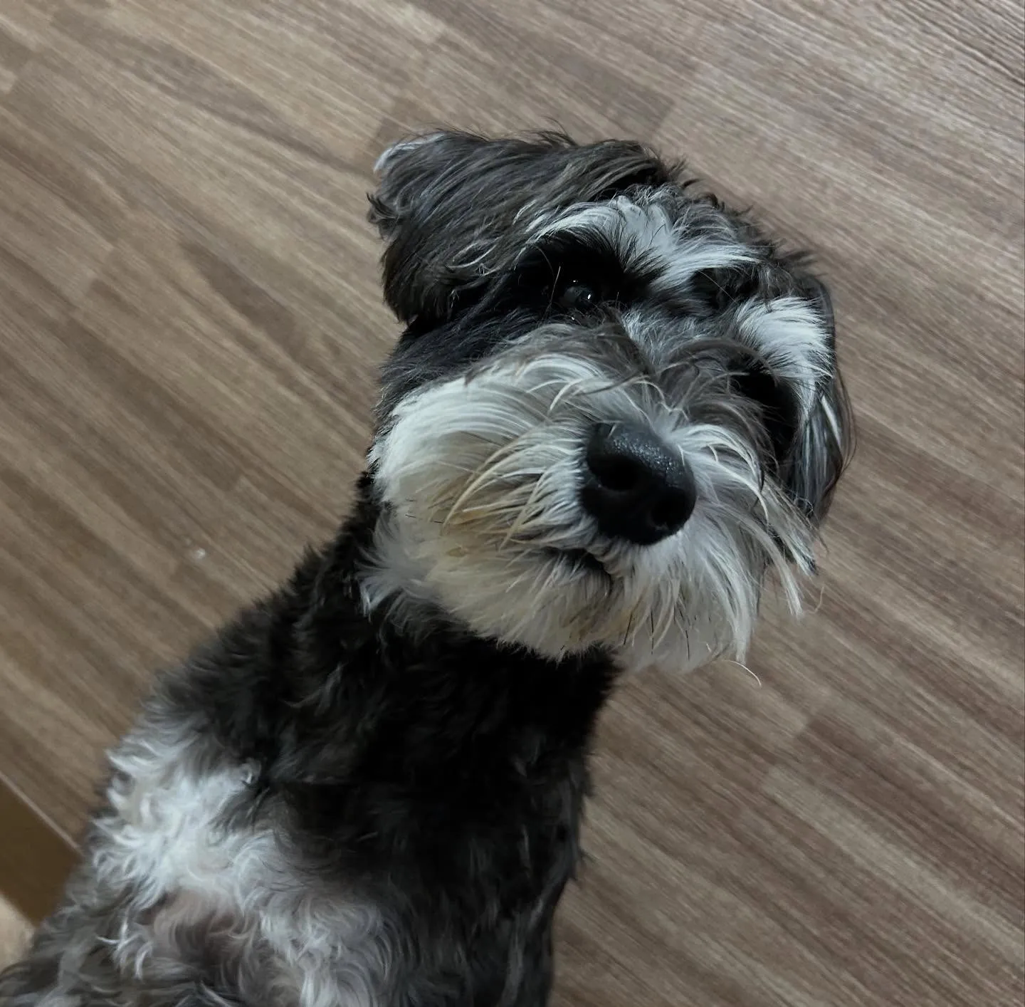 入会してくれたバロンくんです😊